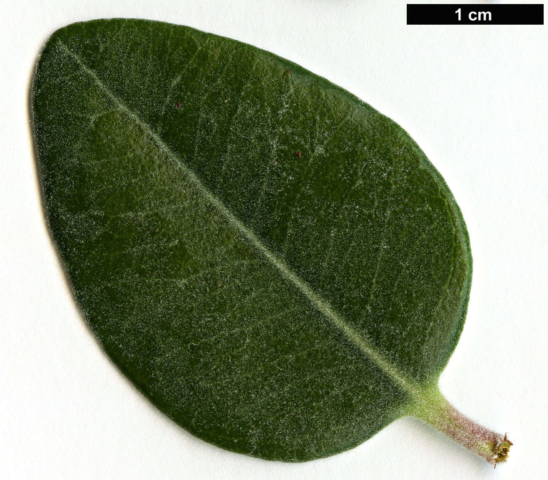 High resolution image: Family: Myrtaceae - Genus: Metrosideros - Taxon: kermadecensis