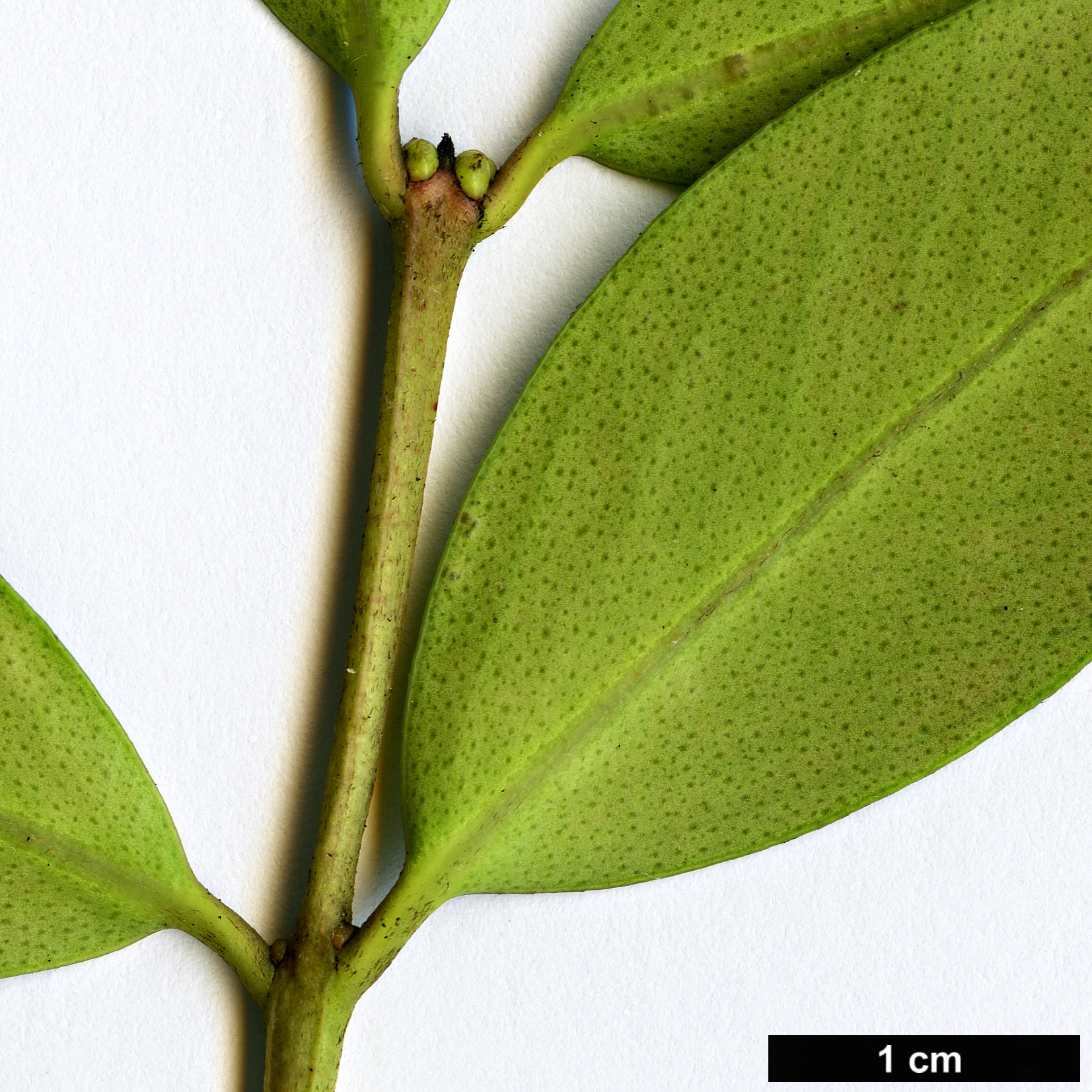 High resolution image: Family: Myrtaceae - Genus: Metrosideros - Taxon: umbellata