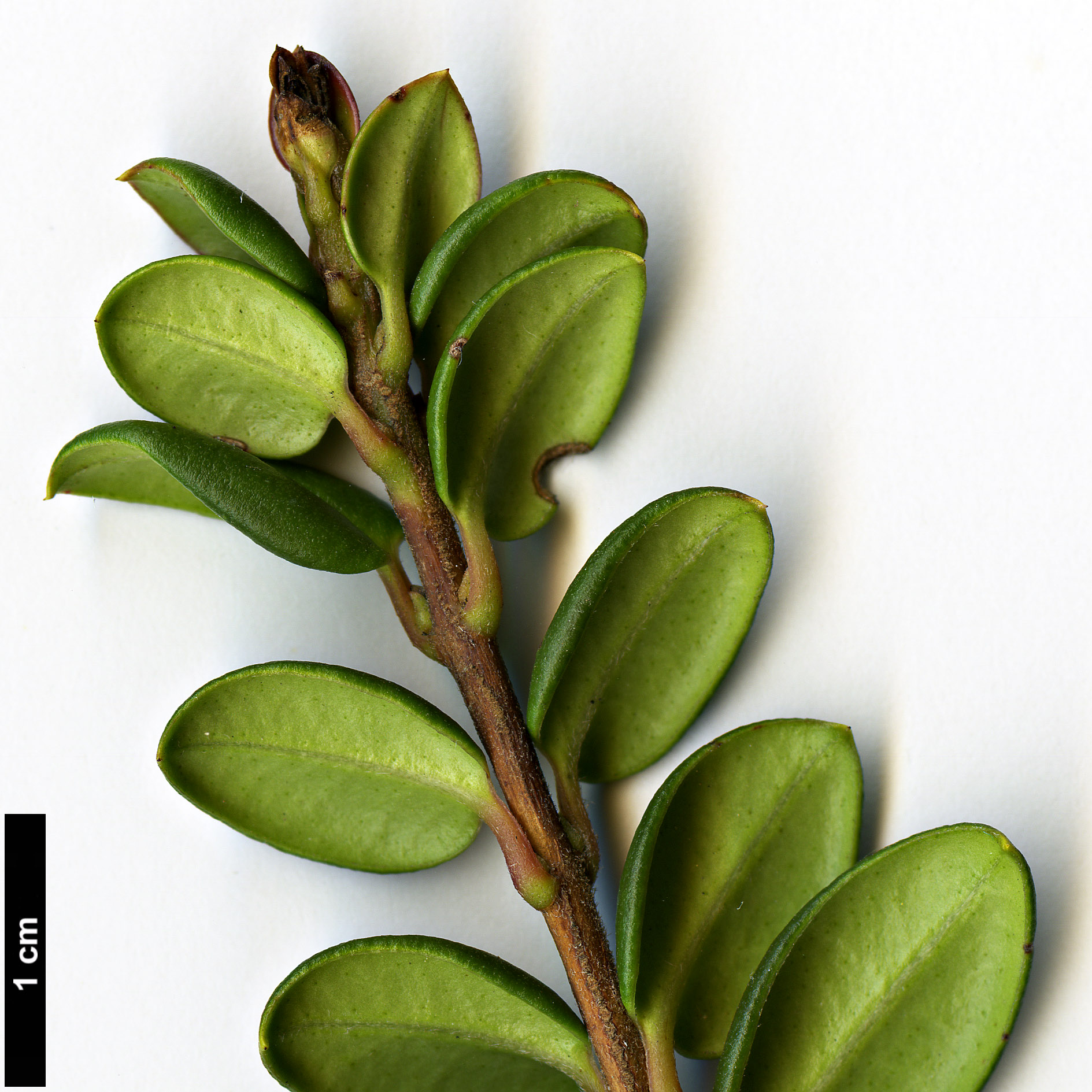 High resolution image: Family: Myrtaceae - Genus: Ugni - Taxon: molinae
