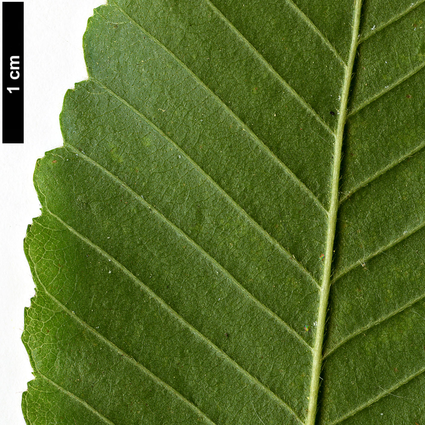 High resolution image: Family: Nothofagaceae - Genus: Nothofagus - Taxon: alpina