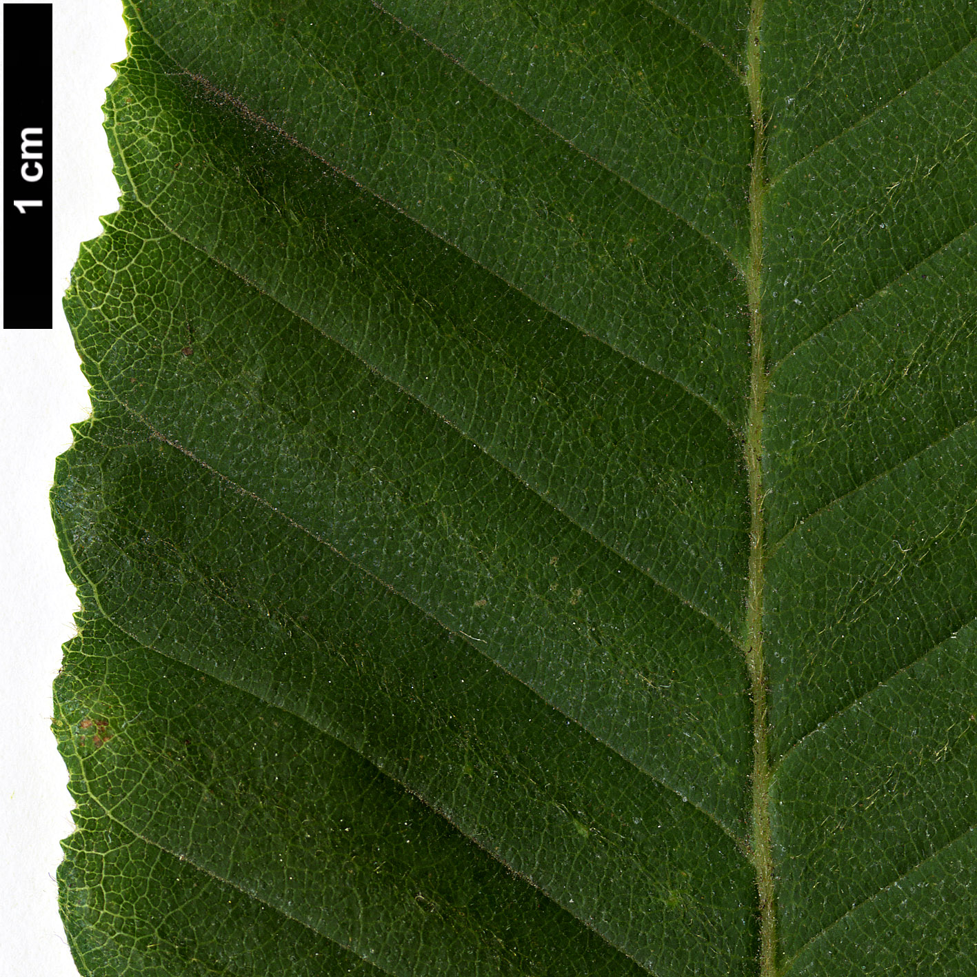 High resolution image: Family: Nothofagaceae - Genus: Nothofagus - Taxon: alpina