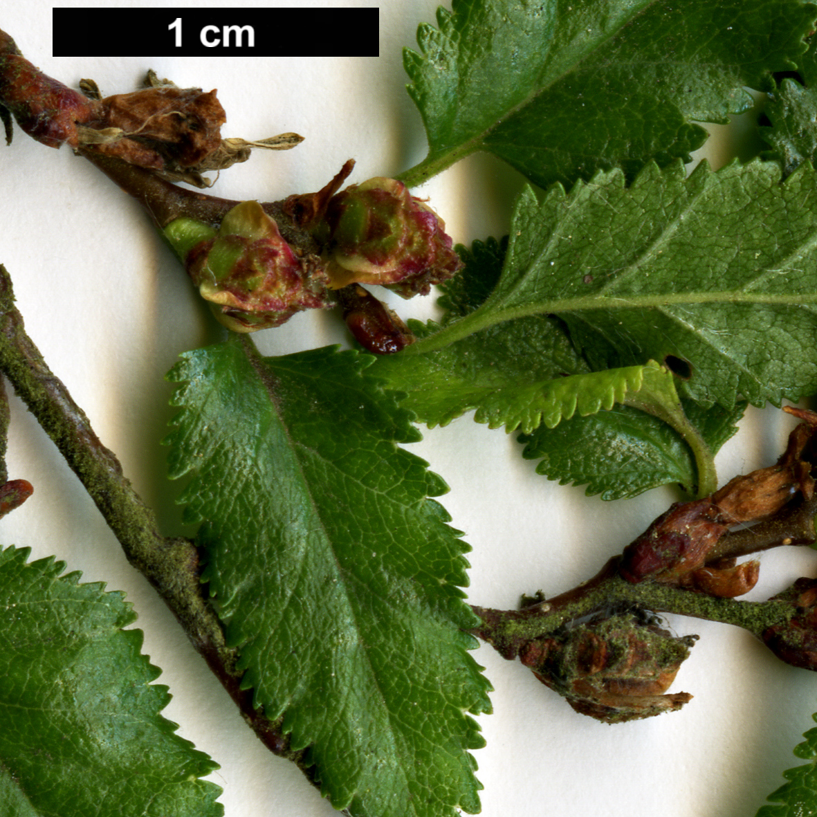 High resolution image: Family: Nothofagaceae - Genus: Nothofagus - Taxon: antarctica
