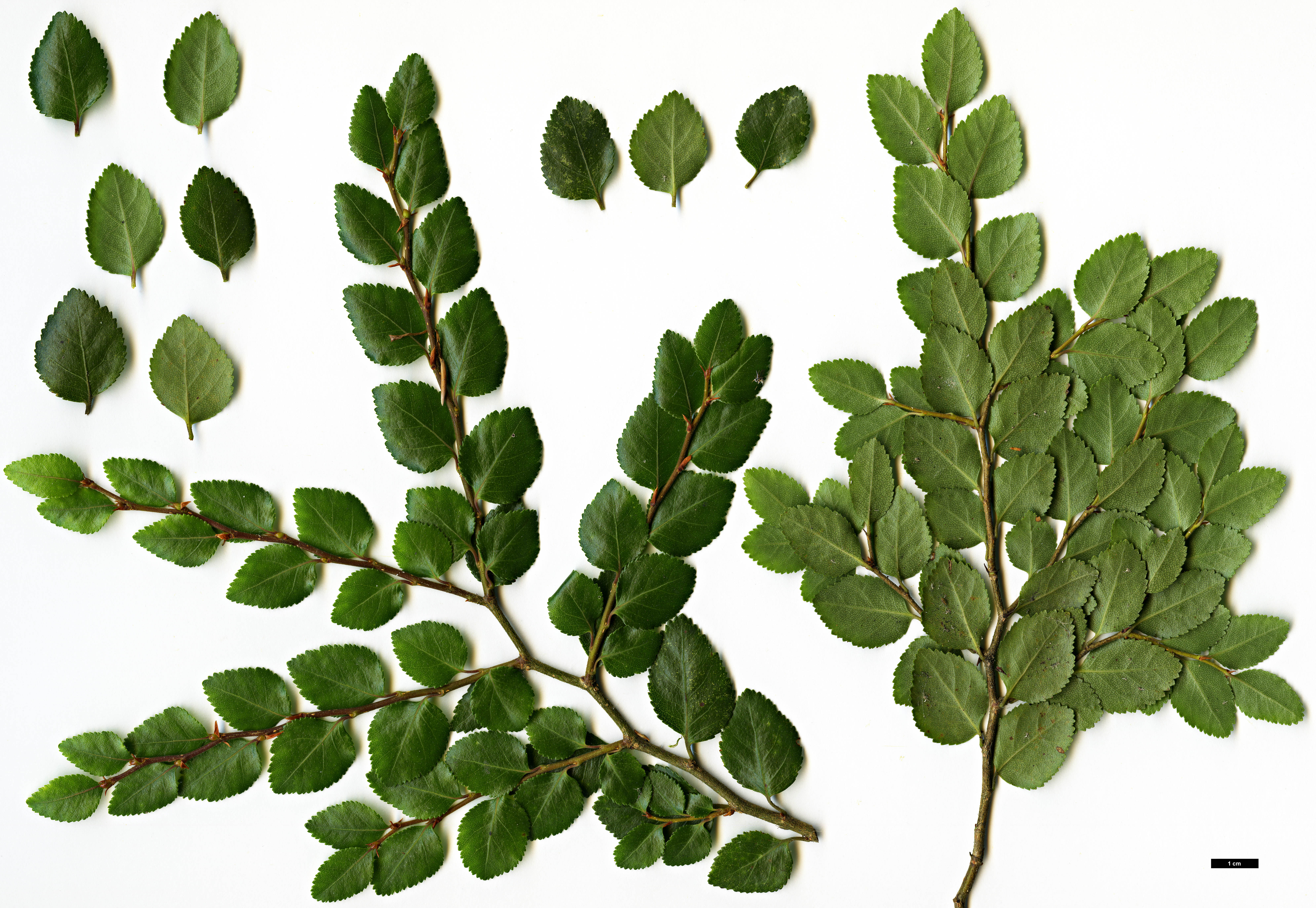 High resolution image: Family: Nothofagaceae - Genus: Nothofagus - Taxon: betuloides