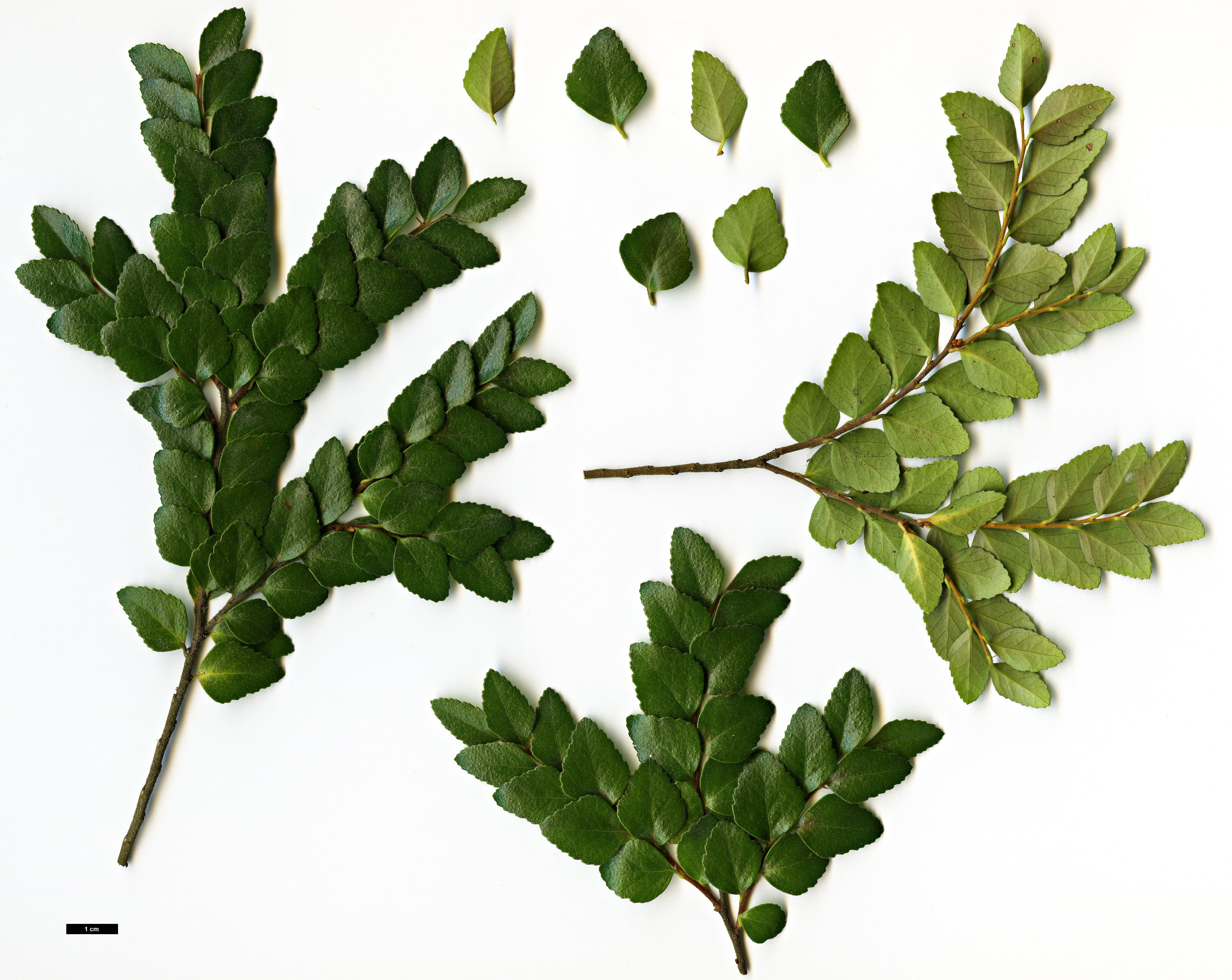 High resolution image: Family: Nothofagaceae - Genus: Nothofagus - Taxon: cunninghamii