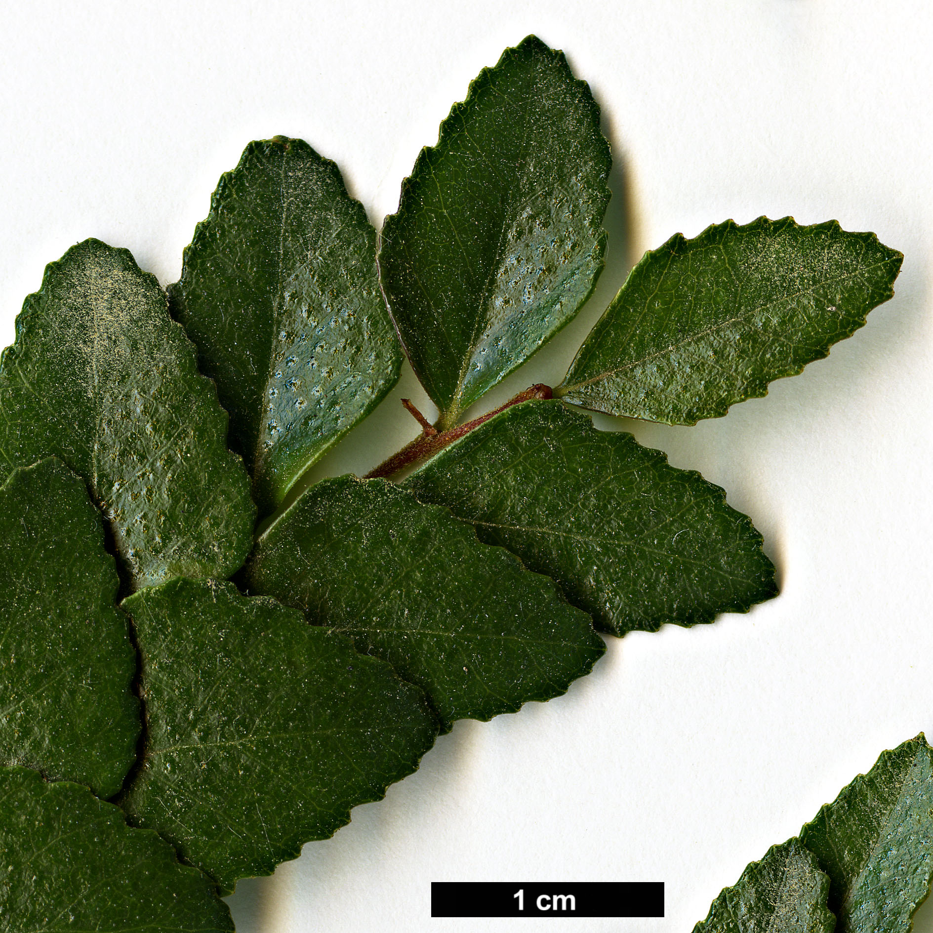 High resolution image: Family: Nothofagaceae - Genus: Nothofagus - Taxon: cunninghamii