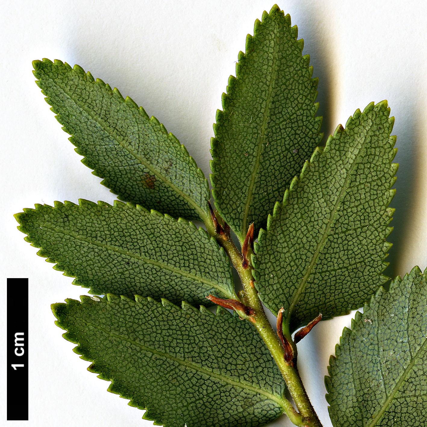 High resolution image: Family: Nothofagaceae - Genus: Nothofagus - Taxon: dombeyi