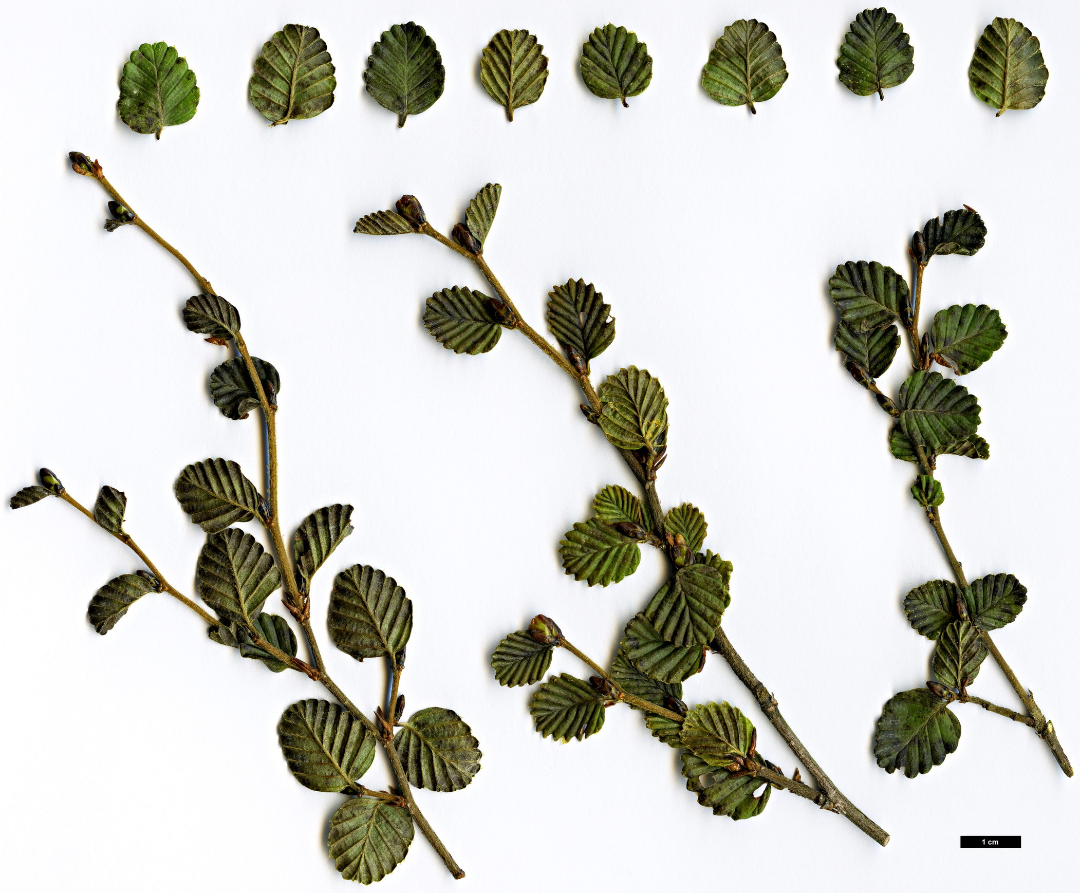 High resolution image: Family: Nothofagaceae - Genus: Nothofagus - Taxon: gunnii