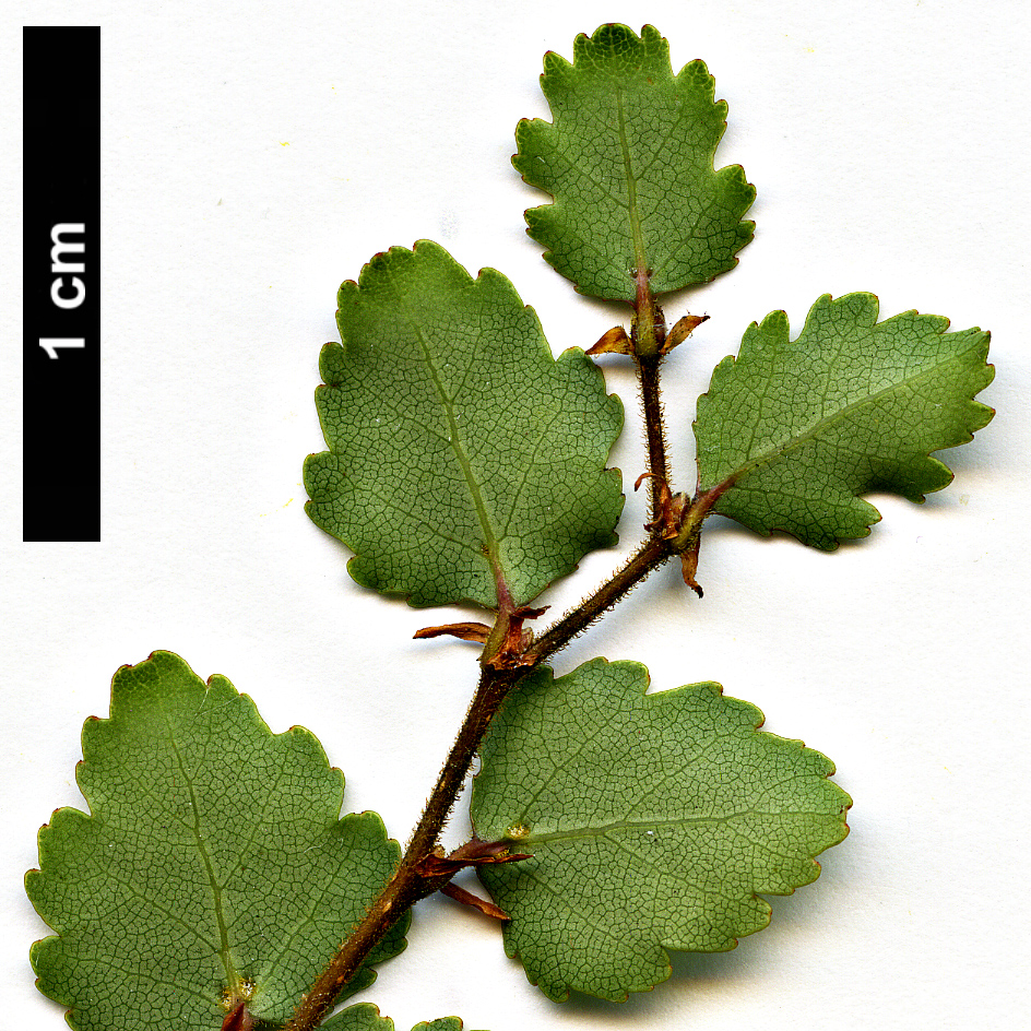 High resolution image: Family: Nothofagaceae - Genus: Nothofagus - Taxon: menziesii