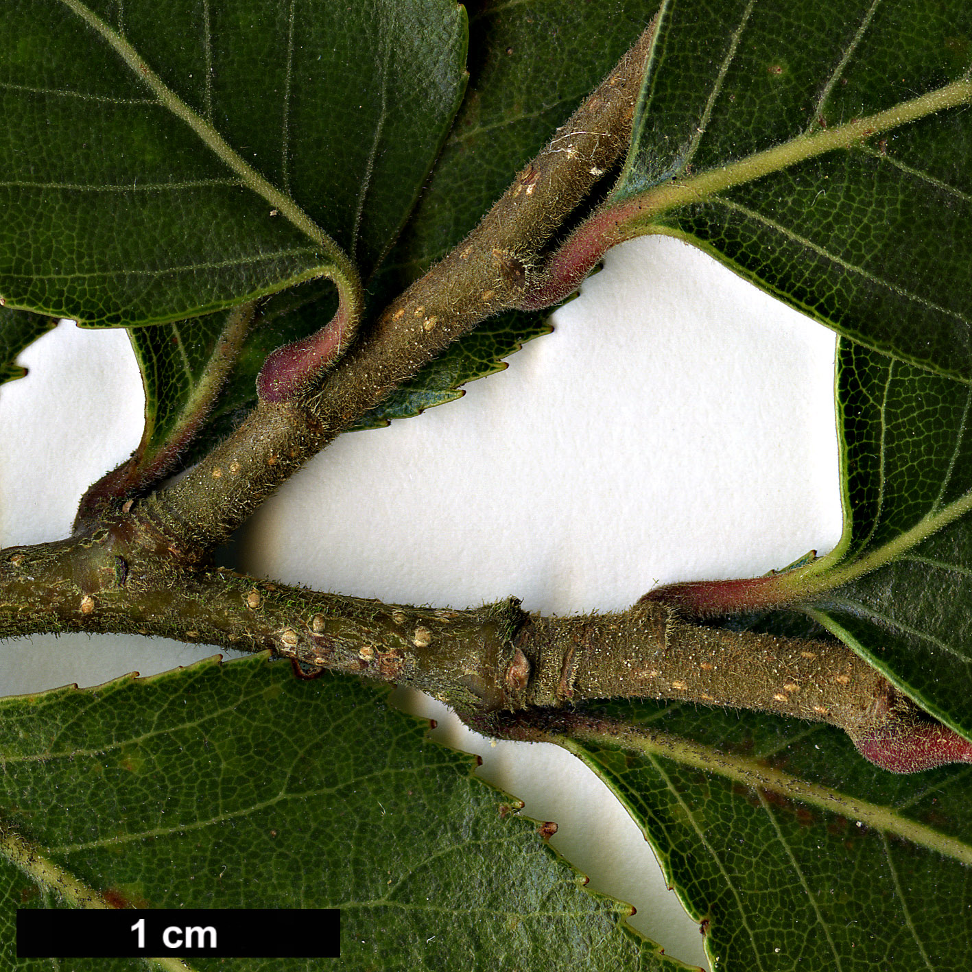 High resolution image: Family: Nothofagaceae - Genus: Nothofagus - Taxon: moorei