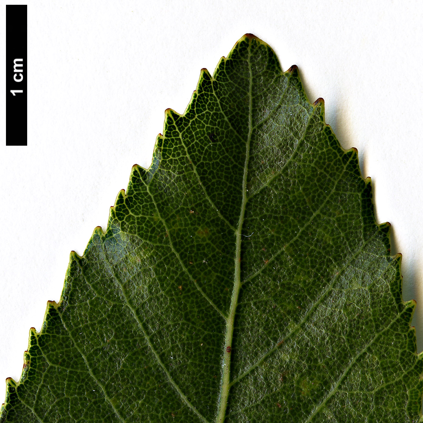 High resolution image: Family: Nothofagaceae - Genus: Nothofagus - Taxon: moorei