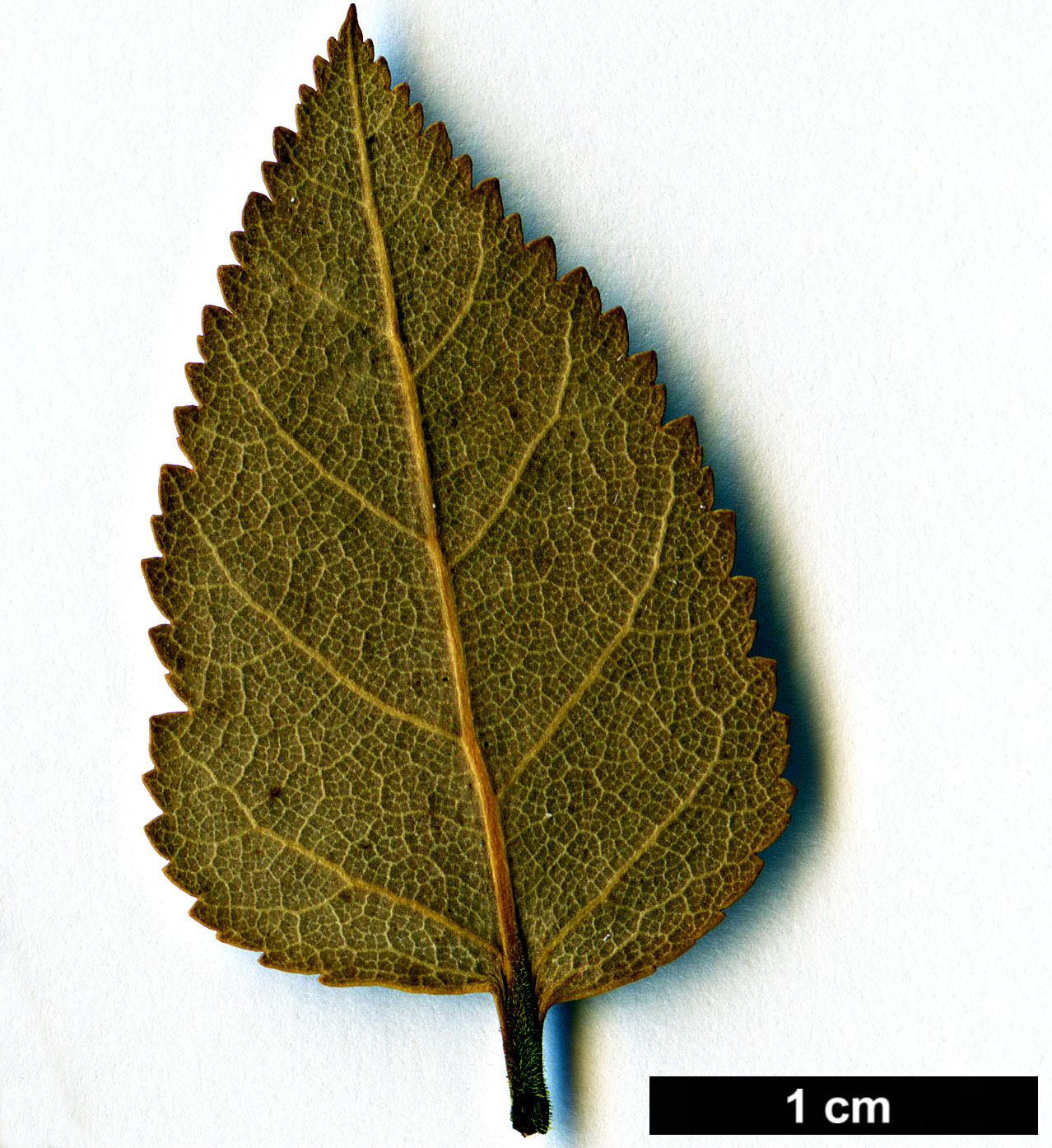 High resolution image: Family: Nothofagaceae - Genus: Nothofagus - Taxon: nitida