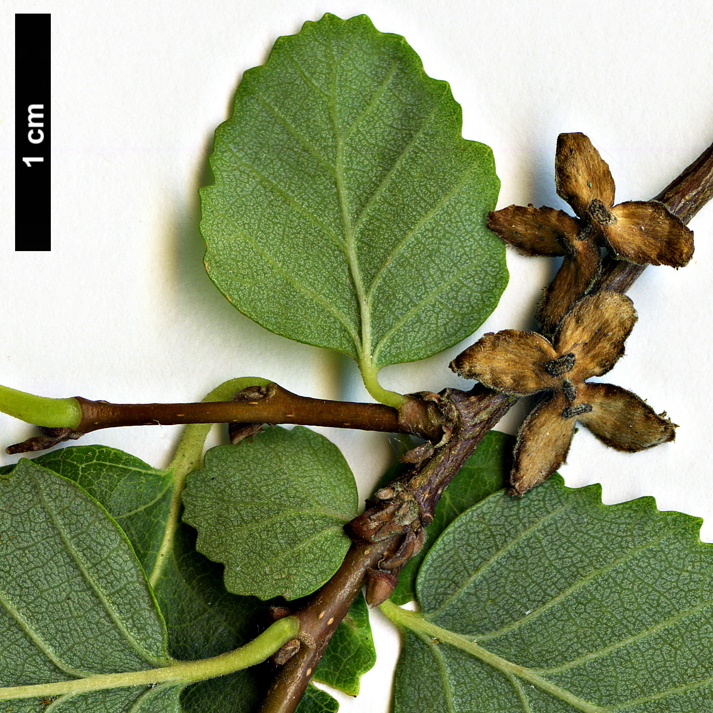 High resolution image: Family: Nothofagaceae - Genus: Nothofagus - Taxon: obliqua