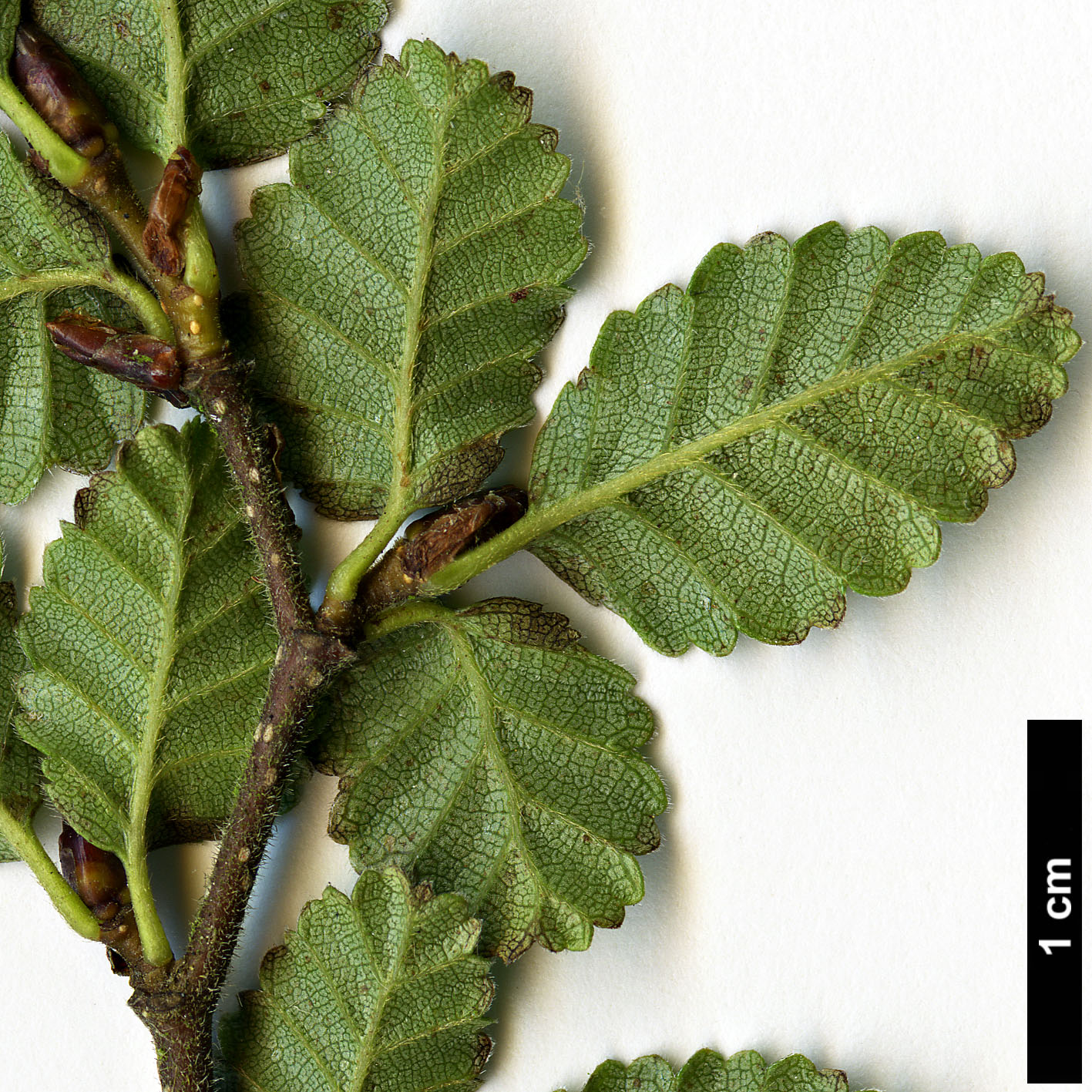 High resolution image: Family: Nothofagaceae - Genus: Nothofagus - Taxon: pumilio