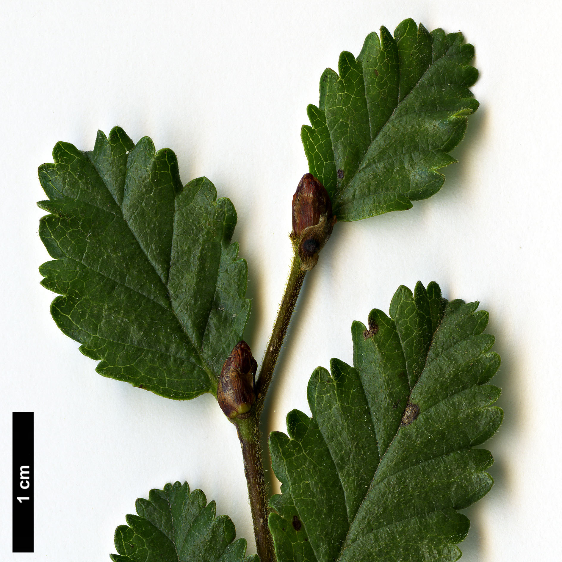 High resolution image: Family: Nothofagaceae - Genus: Nothofagus - Taxon: pumilio