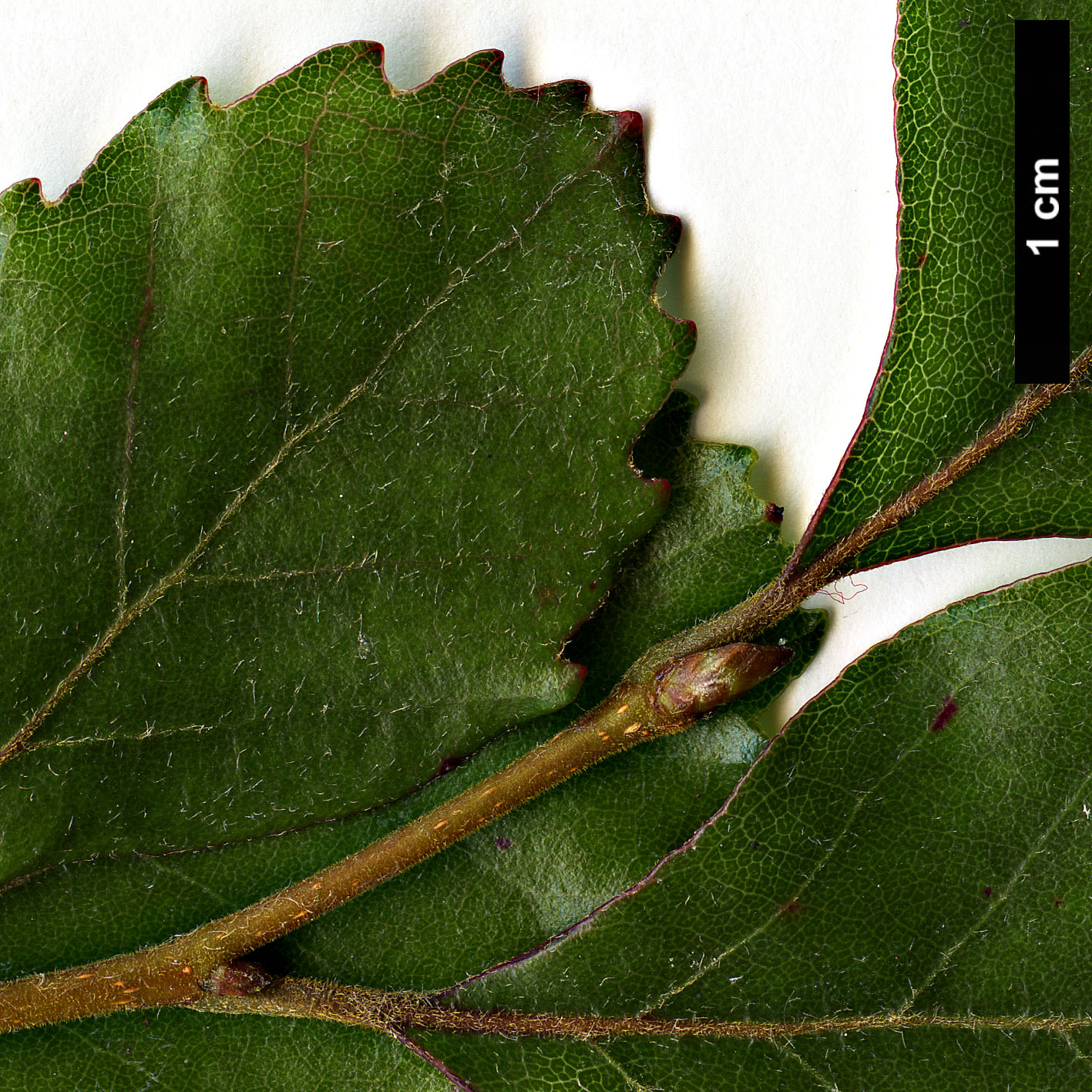 High resolution image: Family: Nothofagaceae - Genus: Nothofagus - Taxon: truncata