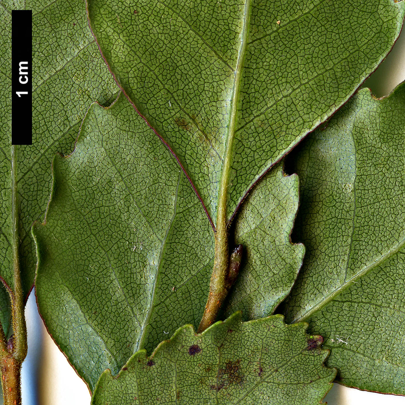 High resolution image: Family: Nothofagaceae - Genus: Nothofagus - Taxon: truncata