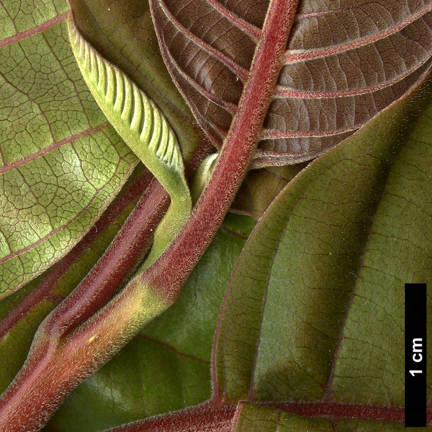 High resolution image: Family: Nyssaceae - Genus: Camptotheca - Taxon: acuminata