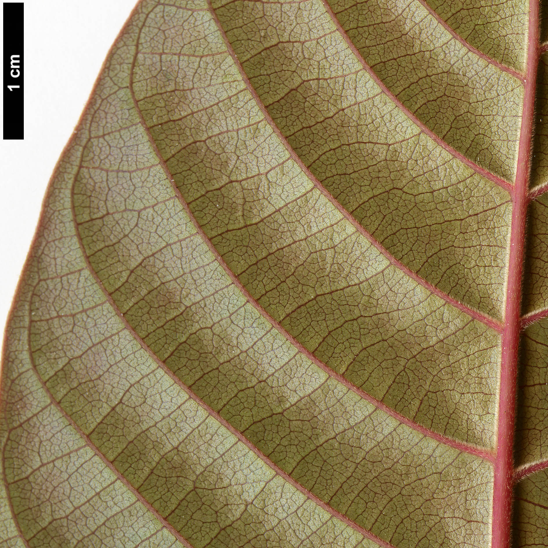 High resolution image: Family: Nyssaceae - Genus: Camptotheca - Taxon: acuminata