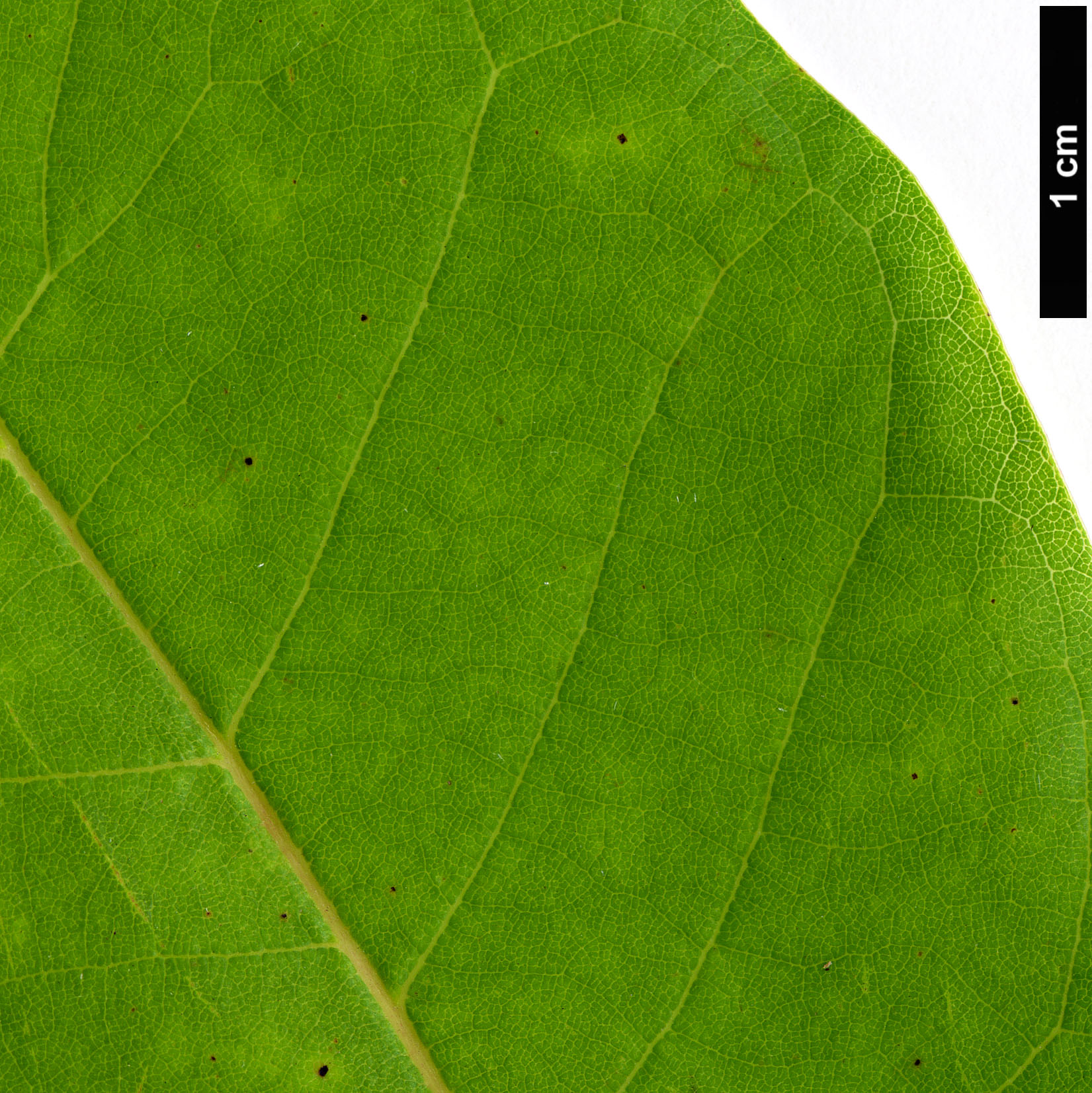 High resolution image: Family: Nyssaceae - Genus: Nyssa - Taxon: aquatica