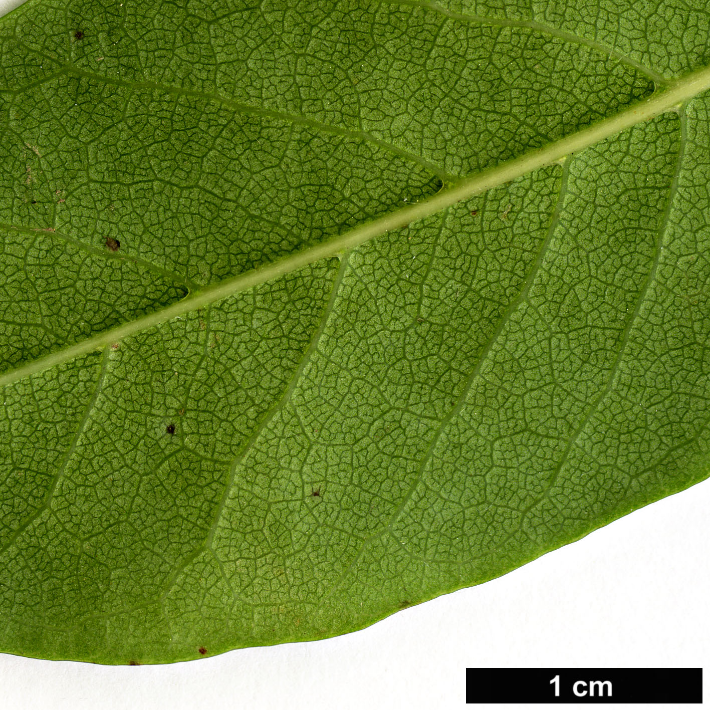 High resolution image: Family: Nyssaceae - Genus: Nyssa - Taxon: biflora