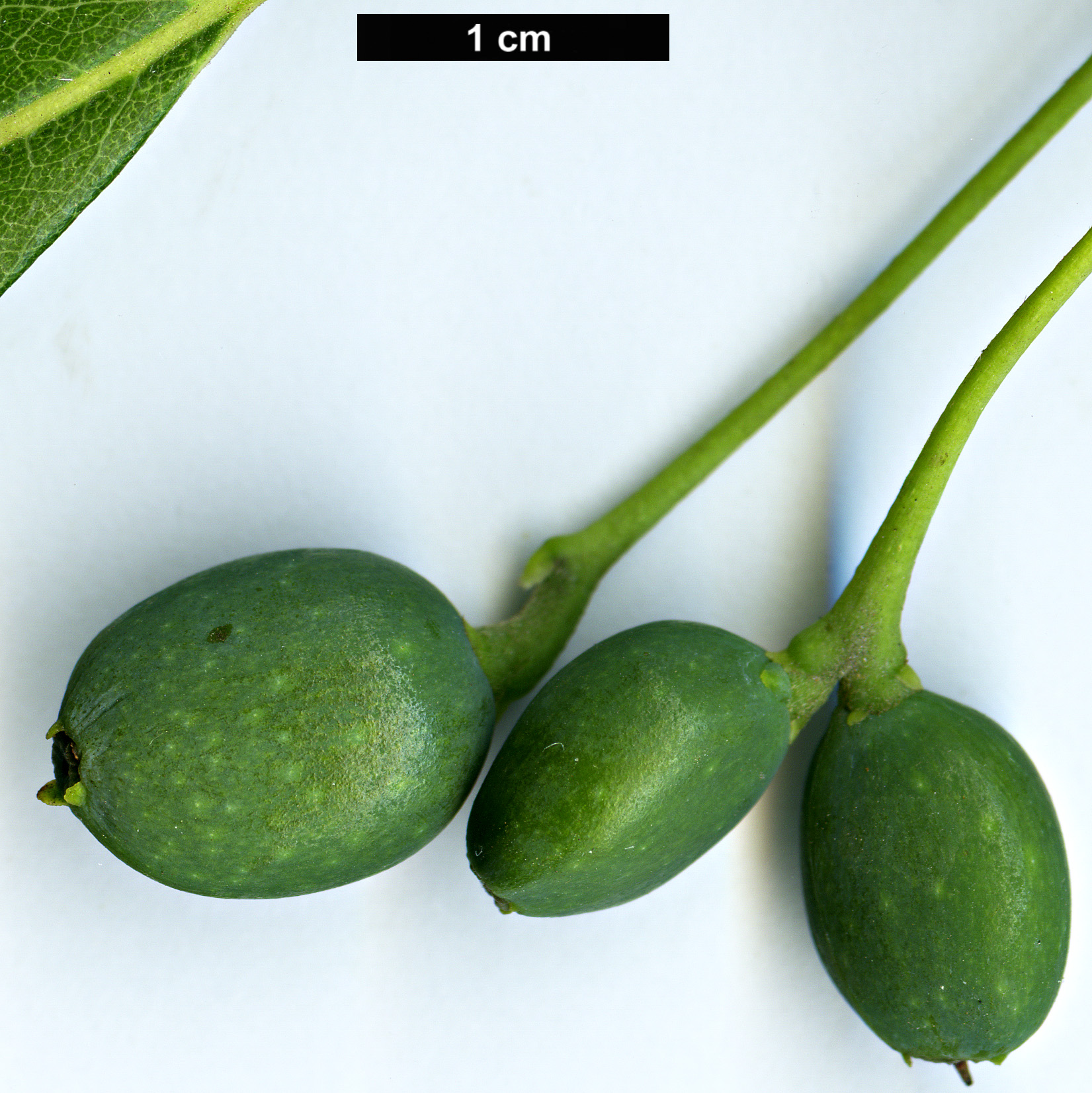 High resolution image: Family: Nyssaceae - Genus: Nyssa - Taxon: biflora