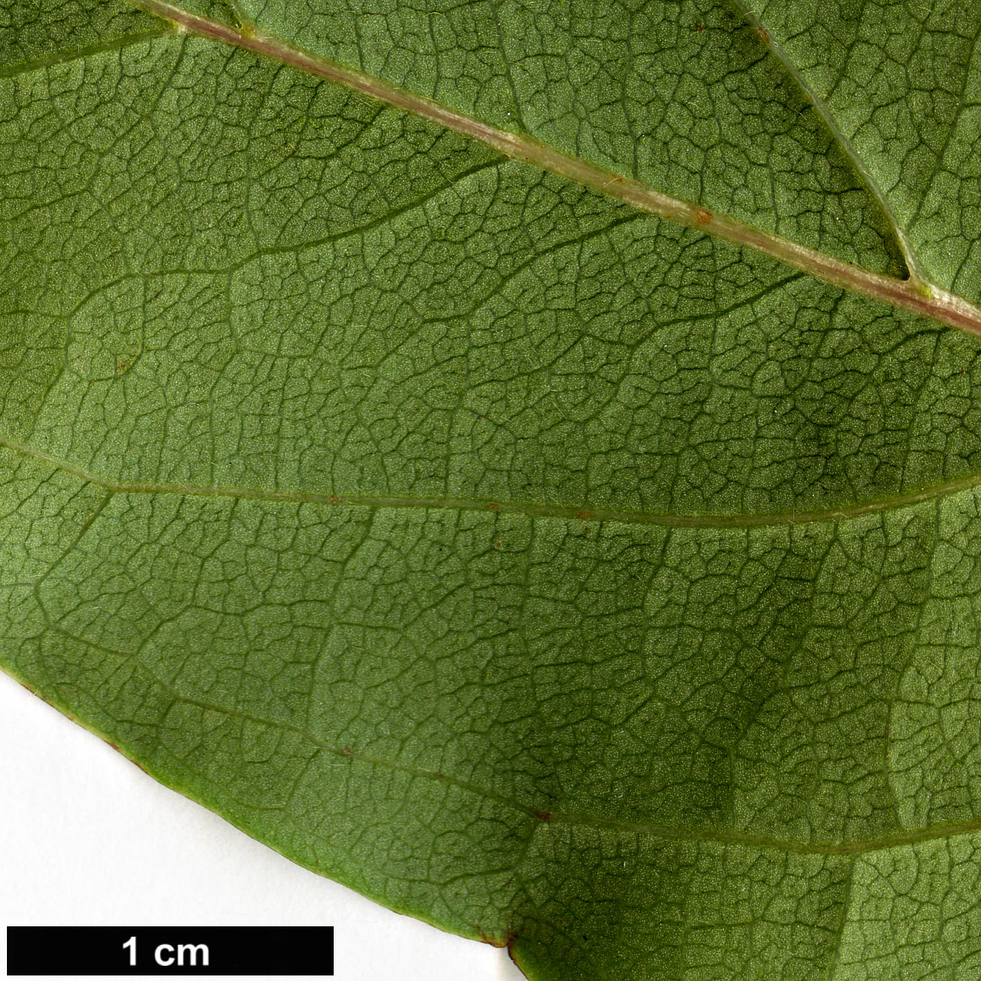 High resolution image: Family: Nyssaceae - Genus: Nyssa - Taxon: sinensis