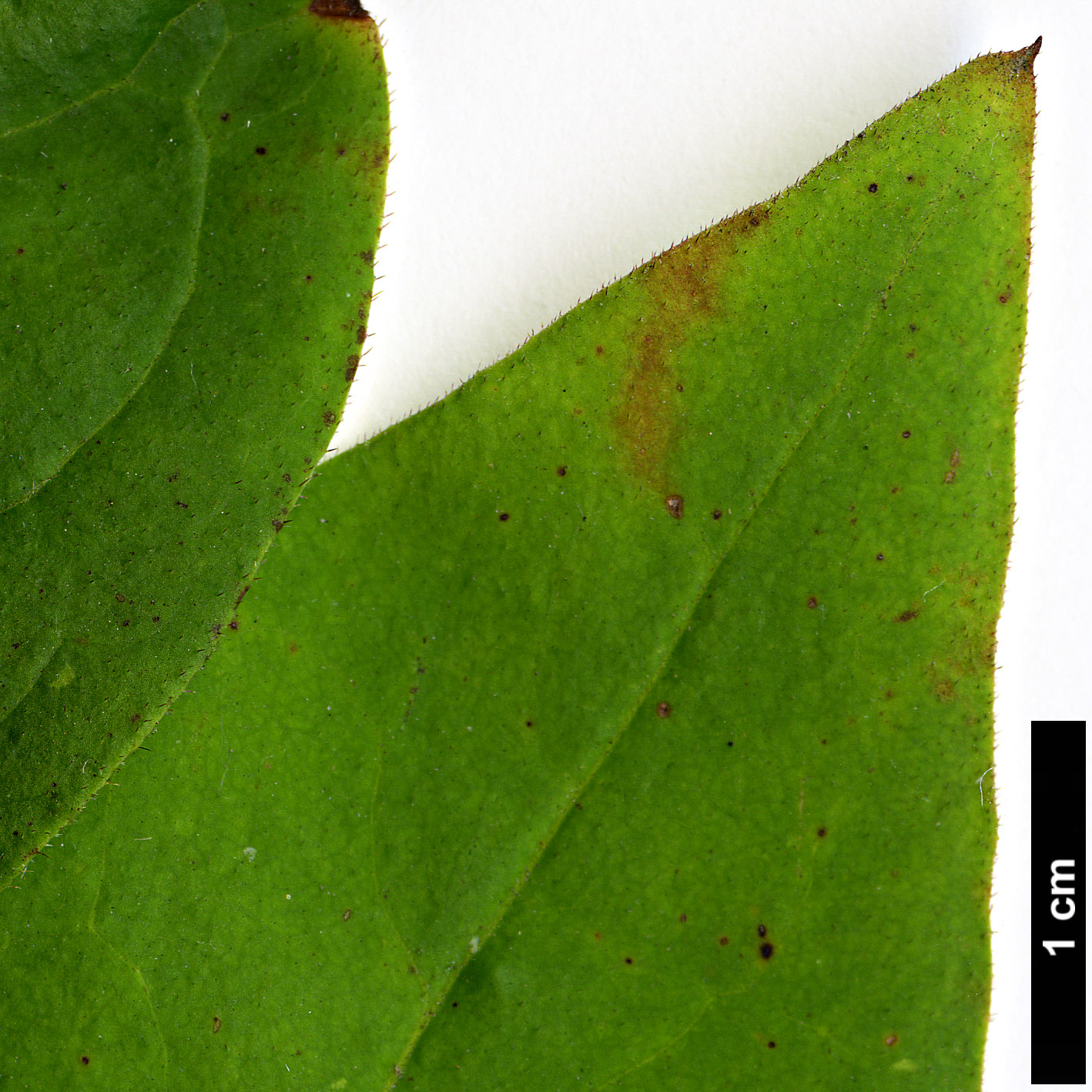 High resolution image: Family: Oleaceae - Genus: Abeliophyllum - Taxon: distichum