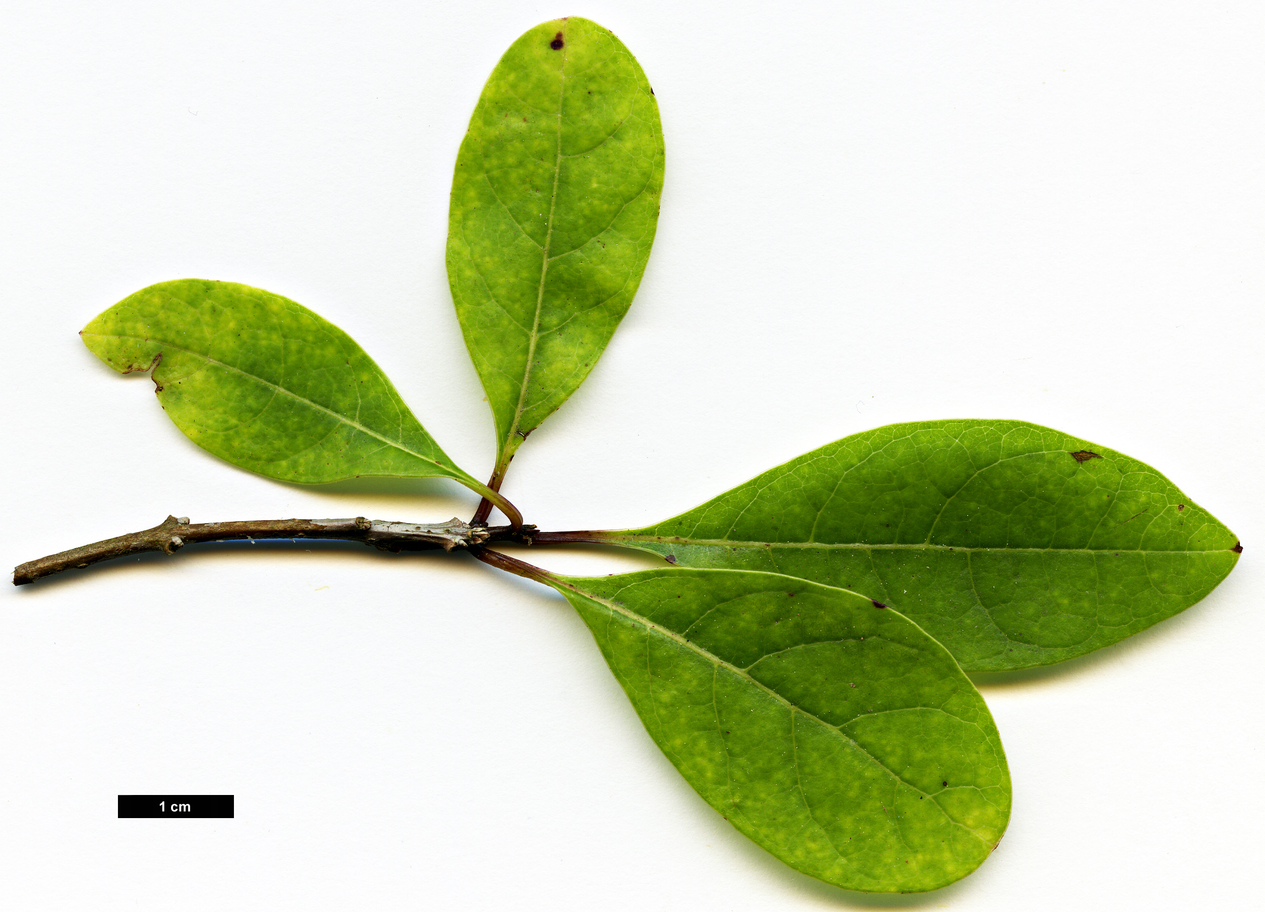 High resolution image: Family: Oleaceae - Genus: Chionanthus - Taxon: pygmaeus
