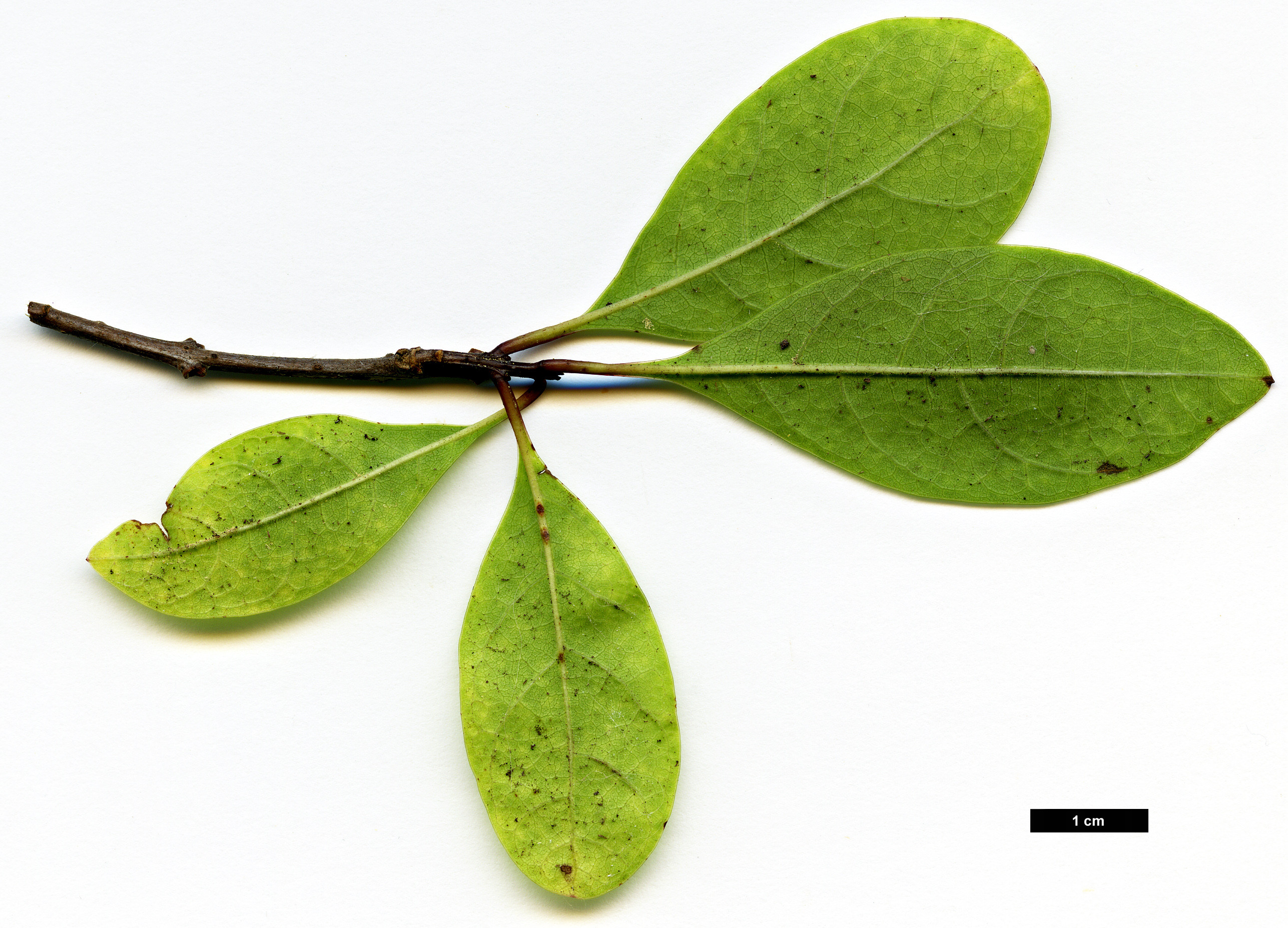 High resolution image: Family: Oleaceae - Genus: Chionanthus - Taxon: pygmaeus