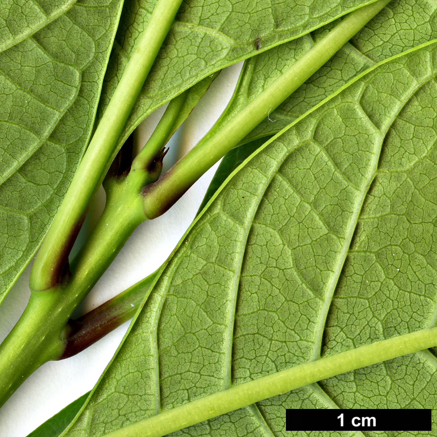 High resolution image: Family: Oleaceae - Genus: Chionanthus - Taxon: virginicus