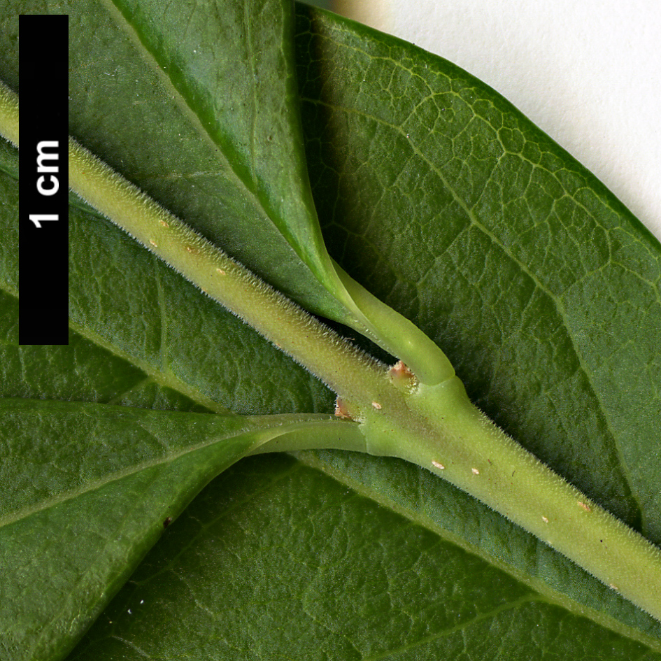 High resolution image: Family: Oleaceae - Genus: Forestiera - Taxon: segregata