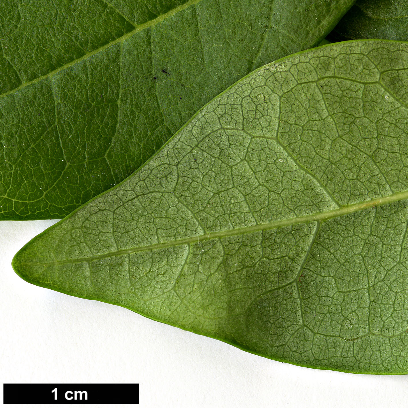 High resolution image: Family: Oleaceae - Genus: Forestiera - Taxon: segregata