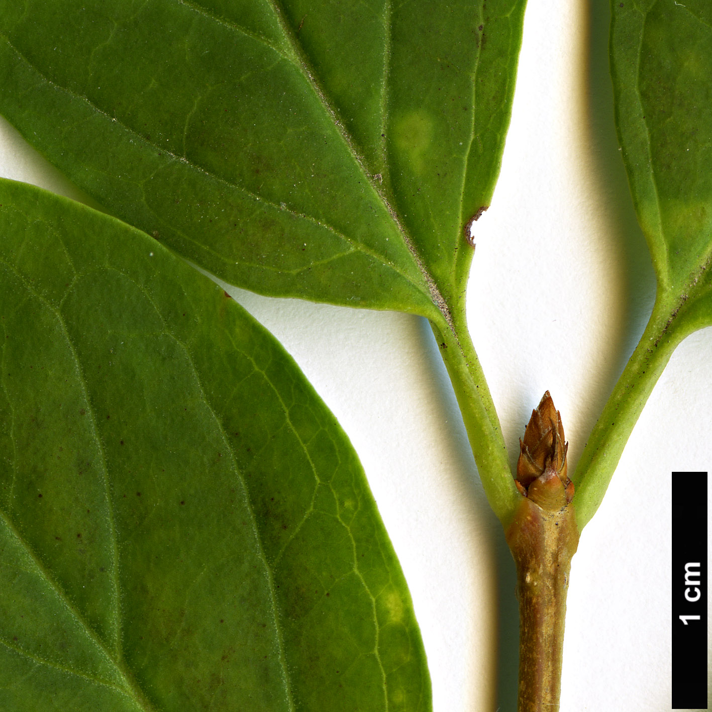 High resolution image: Family: Oleaceae - Genus: Forsythia - Taxon: europaea