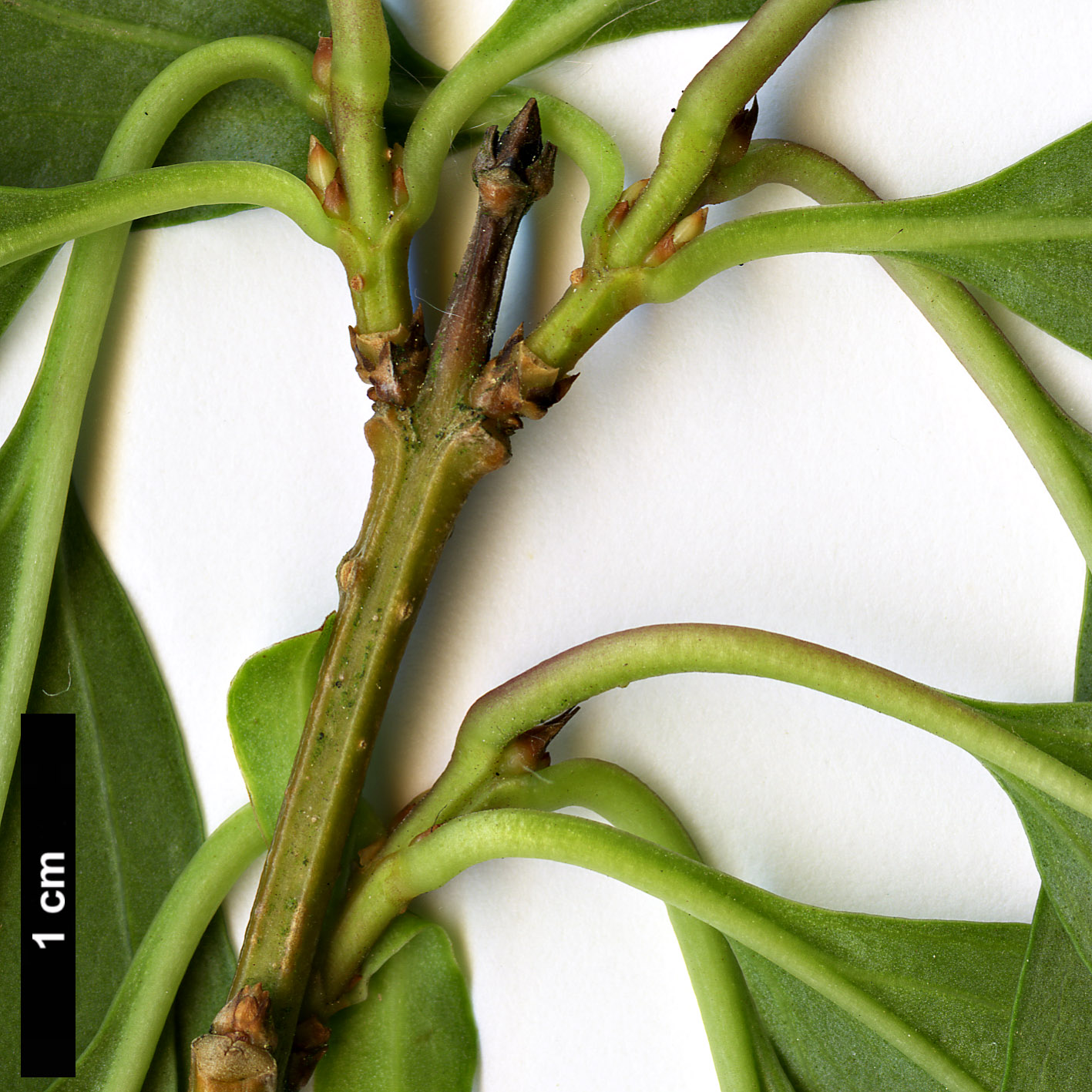 High resolution image: Family: Oleaceae - Genus: Forsythia - Taxon: ovata
