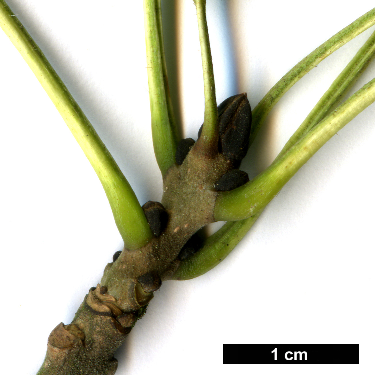 High resolution image: Family: Oleaceae - Genus: Fraxinus - Taxon: angustifolia - SpeciesSub: 'Monophylla'
