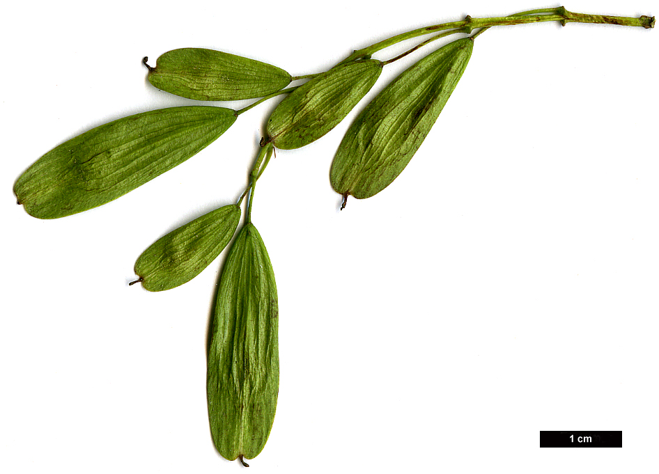 High resolution image: Family: Oleaceae - Genus: Fraxinus - Taxon: angustifolia - SpeciesSub: 'Monophylla'