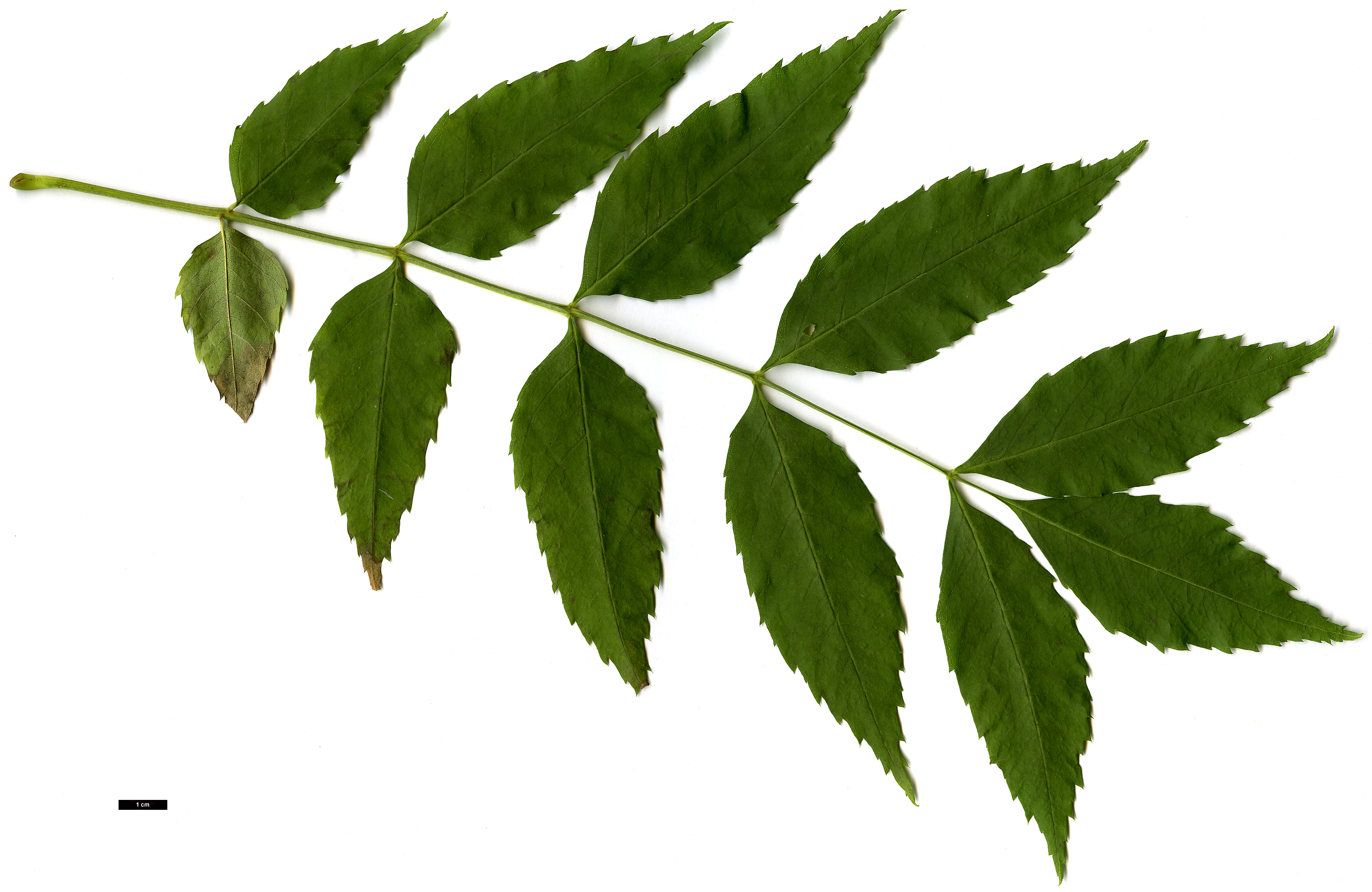 High resolution image: Family: Oleaceae - Genus: Fraxinus - Taxon: angustifolia