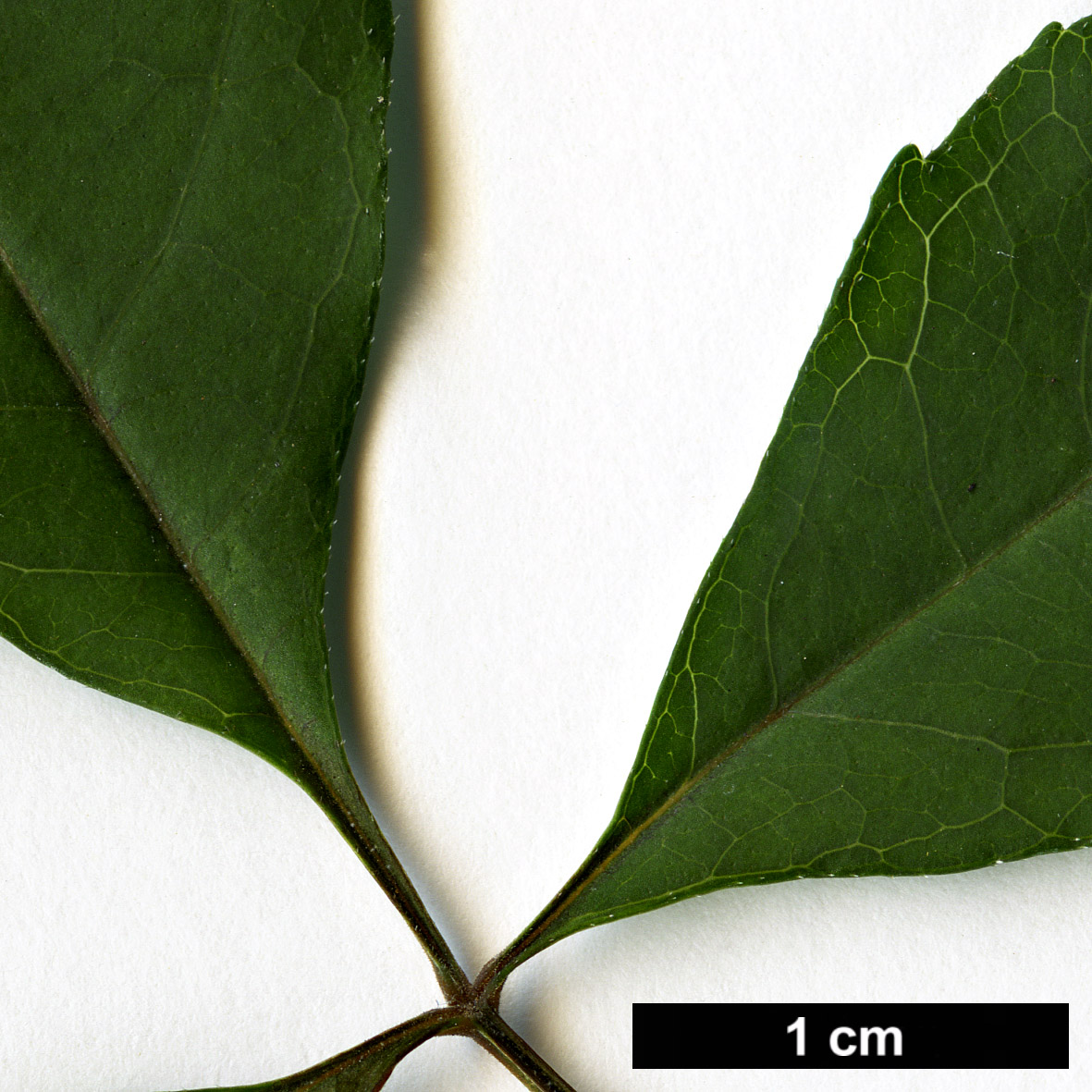 High resolution image: Family: Oleaceae - Genus: Fraxinus - Taxon: bungeana