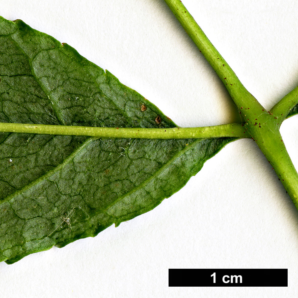 High resolution image: Family: Oleaceae - Genus: Fraxinus - Taxon: chiisanensis