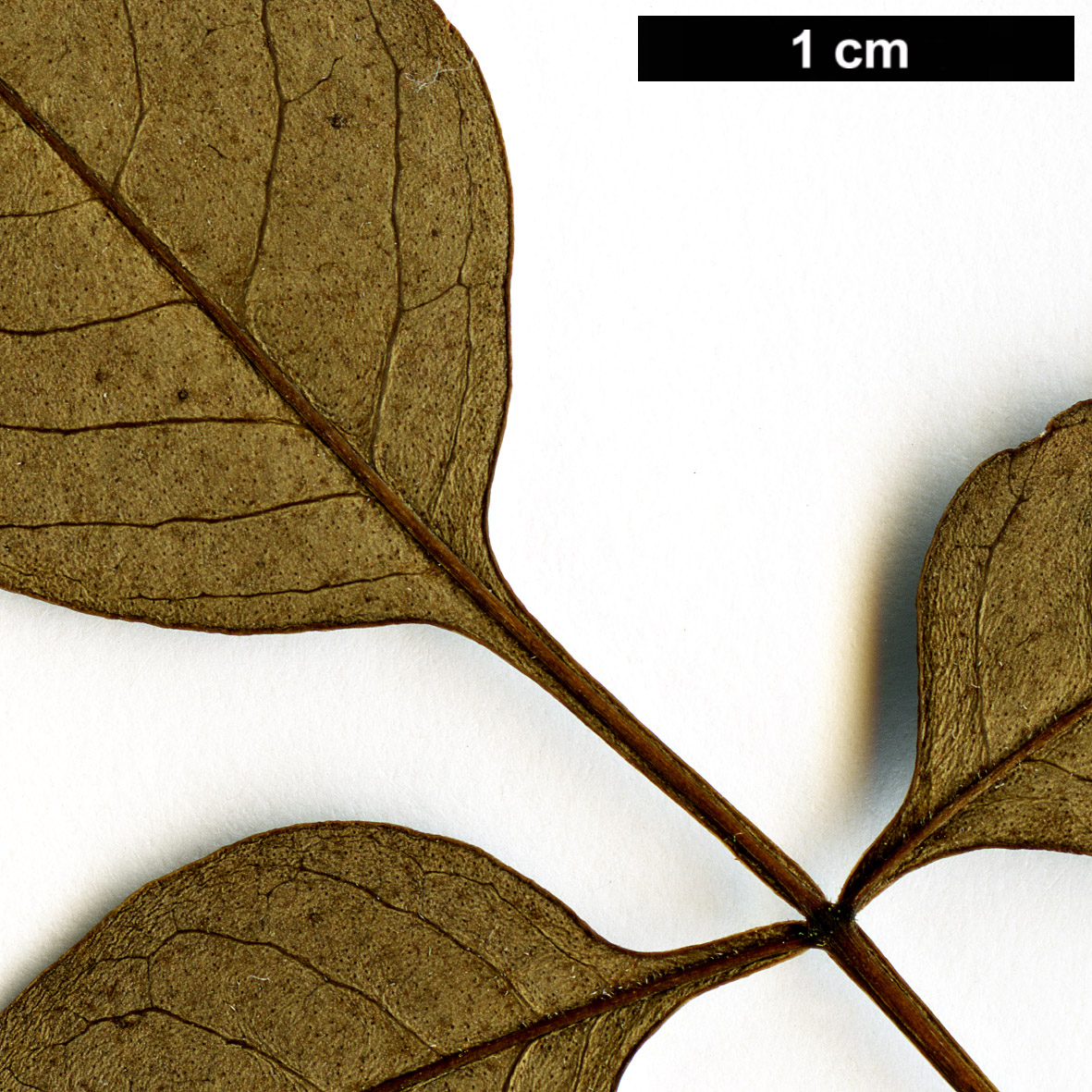 High resolution image: Family: Oleaceae - Genus: Fraxinus - Taxon: cuspidata