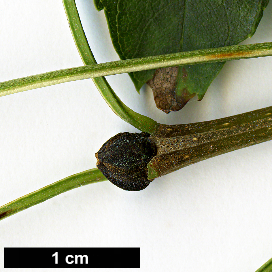 High resolution image: Family: Oleaceae - Genus: Fraxinus - Taxon: dipetala