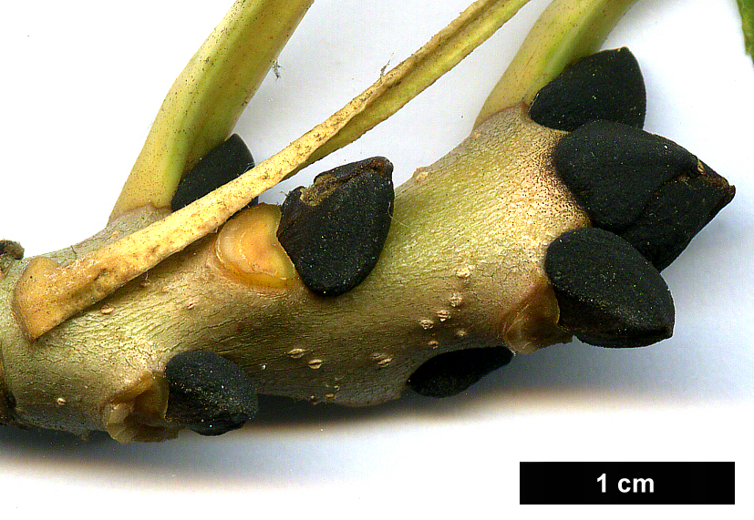 High resolution image: Family: Oleaceae - Genus: Fraxinus - Taxon: excelsior - SpeciesSub: 'Aurea'