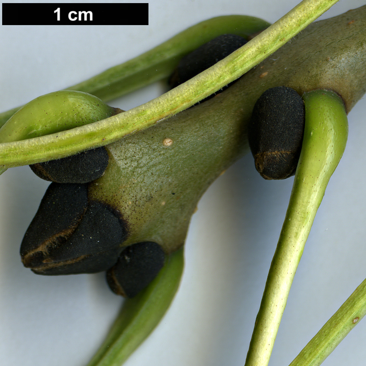 High resolution image: Family: Oleaceae - Genus: Fraxinus - Taxon: excelsior - SpeciesSub: 'Diversifolia'