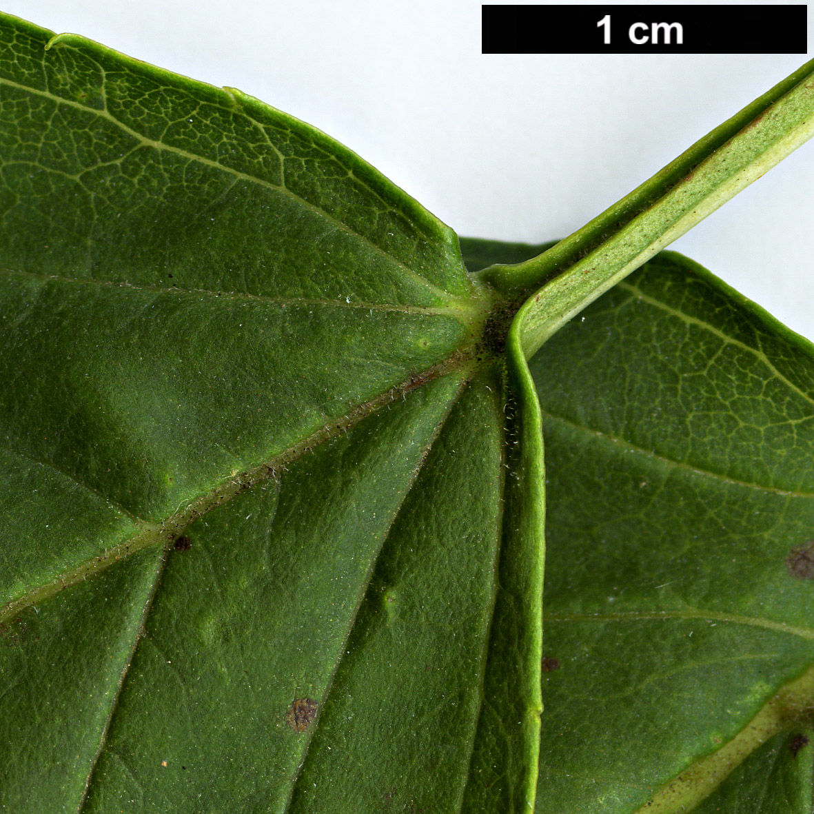 High resolution image: Family: Oleaceae - Genus: Fraxinus - Taxon: excelsior - SpeciesSub: 'Diversifolia'