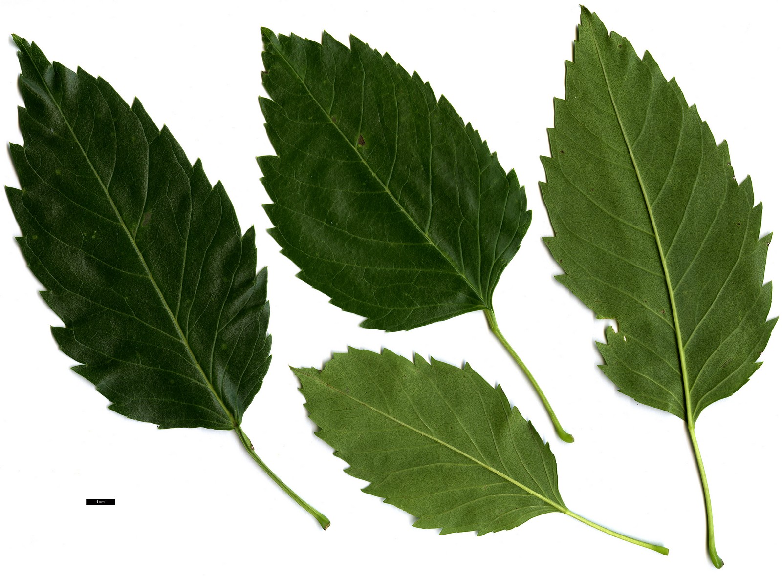 High resolution image: Family: Oleaceae - Genus: Fraxinus - Taxon: excelsior - SpeciesSub: 'Hessei'