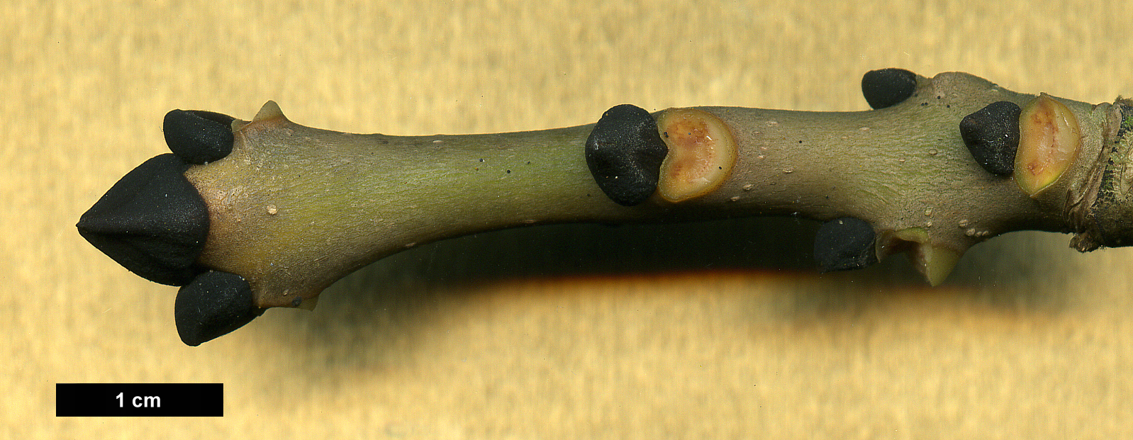 High resolution image: Family: Oleaceae - Genus: Fraxinus - Taxon: excelsior - SpeciesSub: 'Jaspidea'