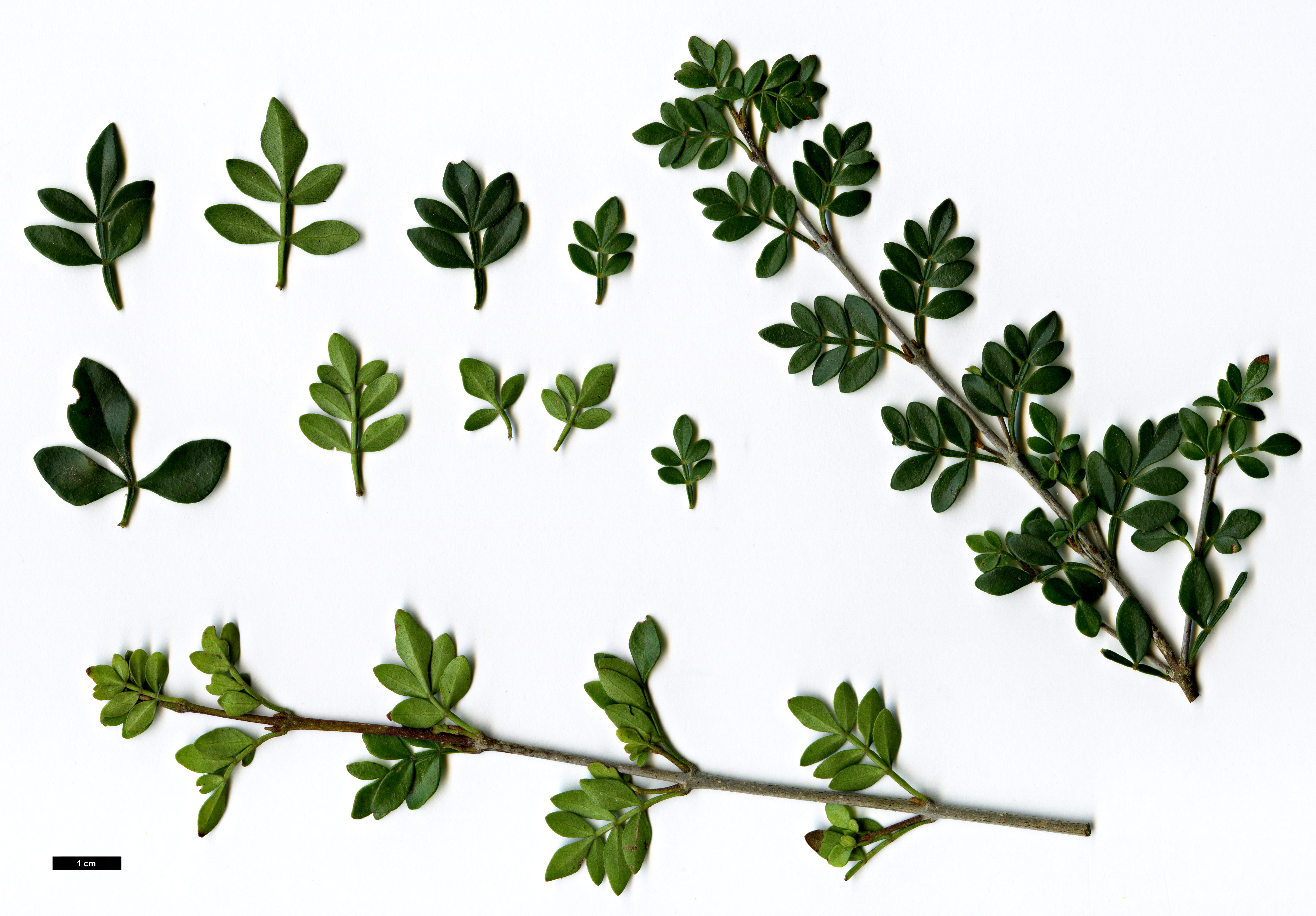 High resolution image: Family: Oleaceae - Genus: Fraxinus - Taxon: greggii