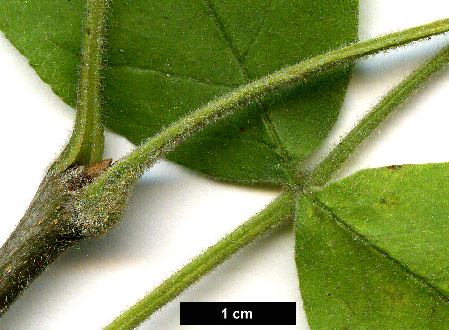 High resolution image: Family: Oleaceae - Genus: Fraxinus - Taxon: latifolia