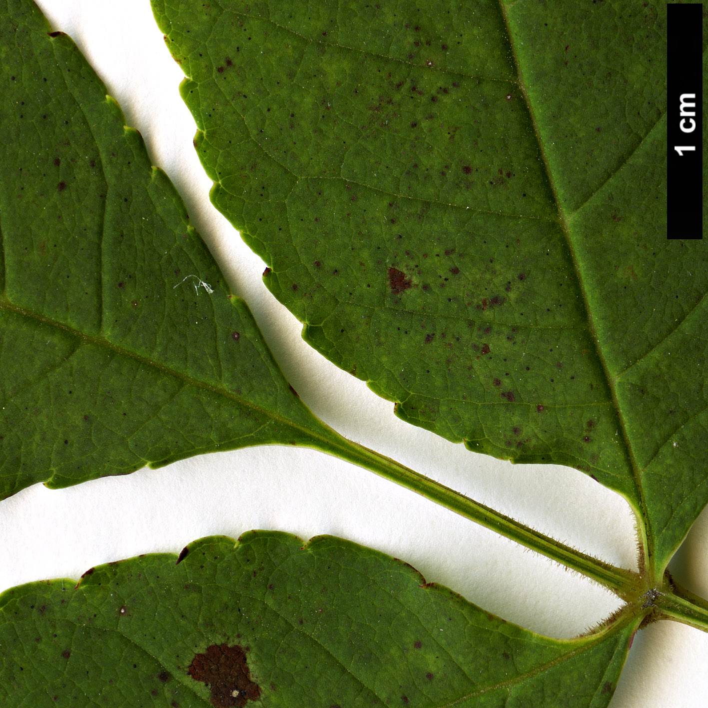 High resolution image: Family: Oleaceae - Genus: Fraxinus - Taxon: longicuspis