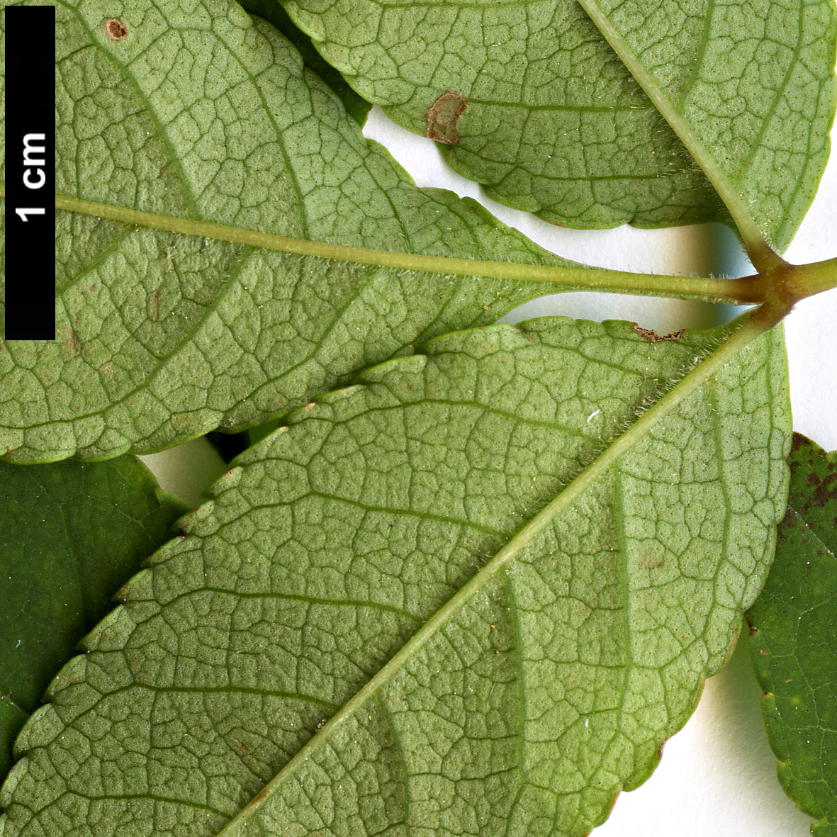 High resolution image: Family: Oleaceae - Genus: Fraxinus - Taxon: longicuspis